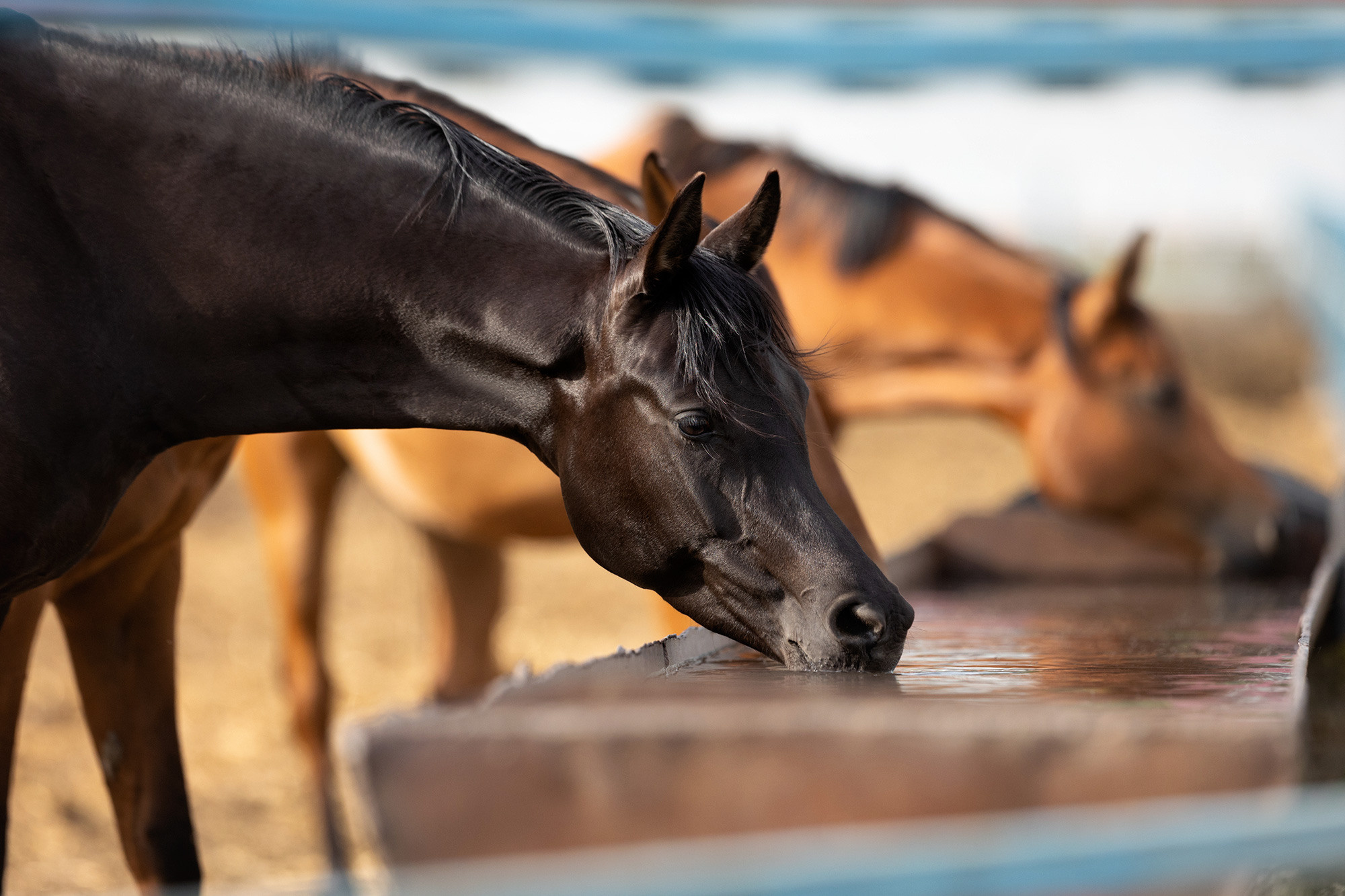 Лошади. Фотограф Анастасия Ветковская, Москва