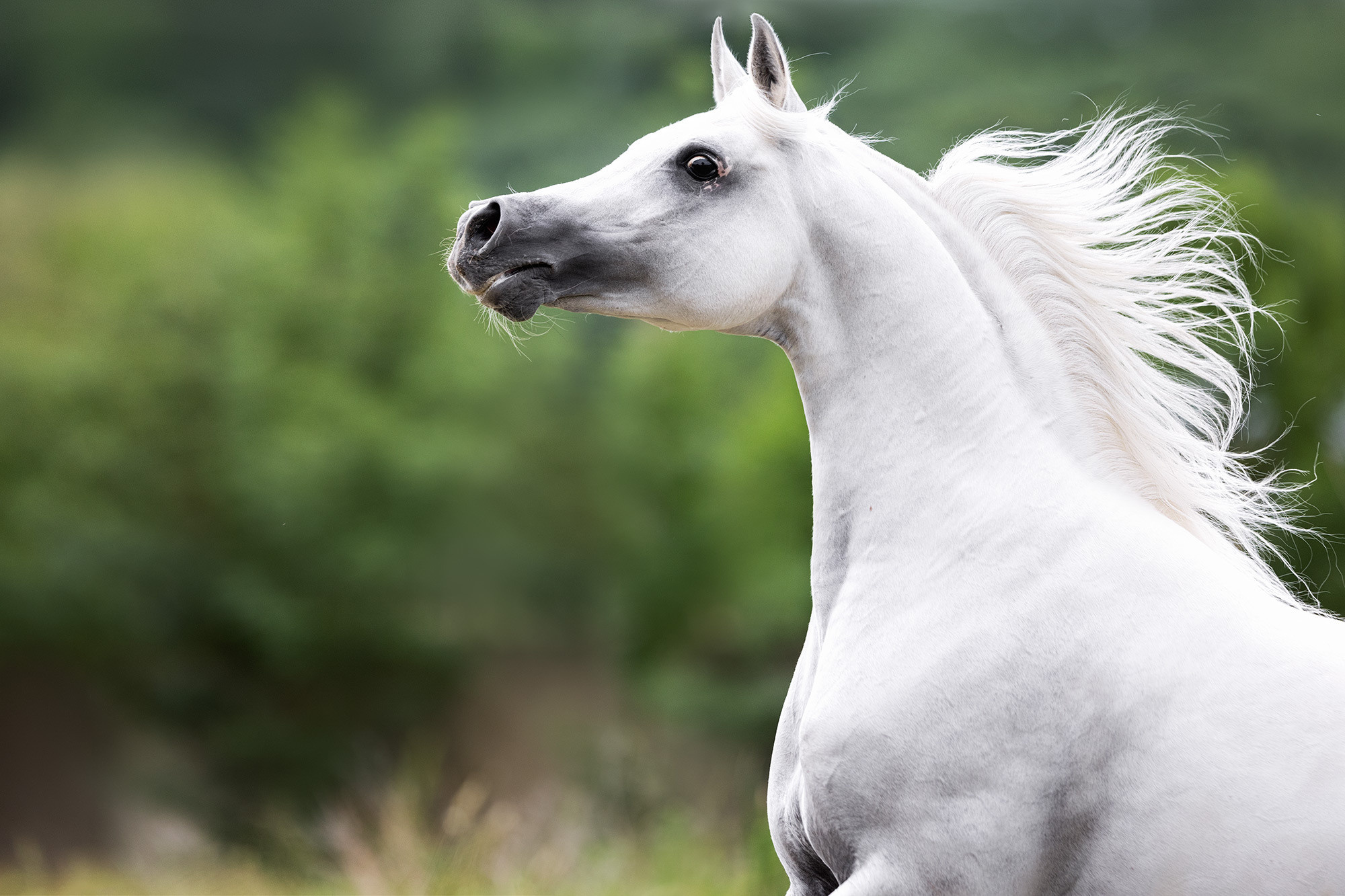 Лошади. Фотограф Анастасия Ветковская, Москва