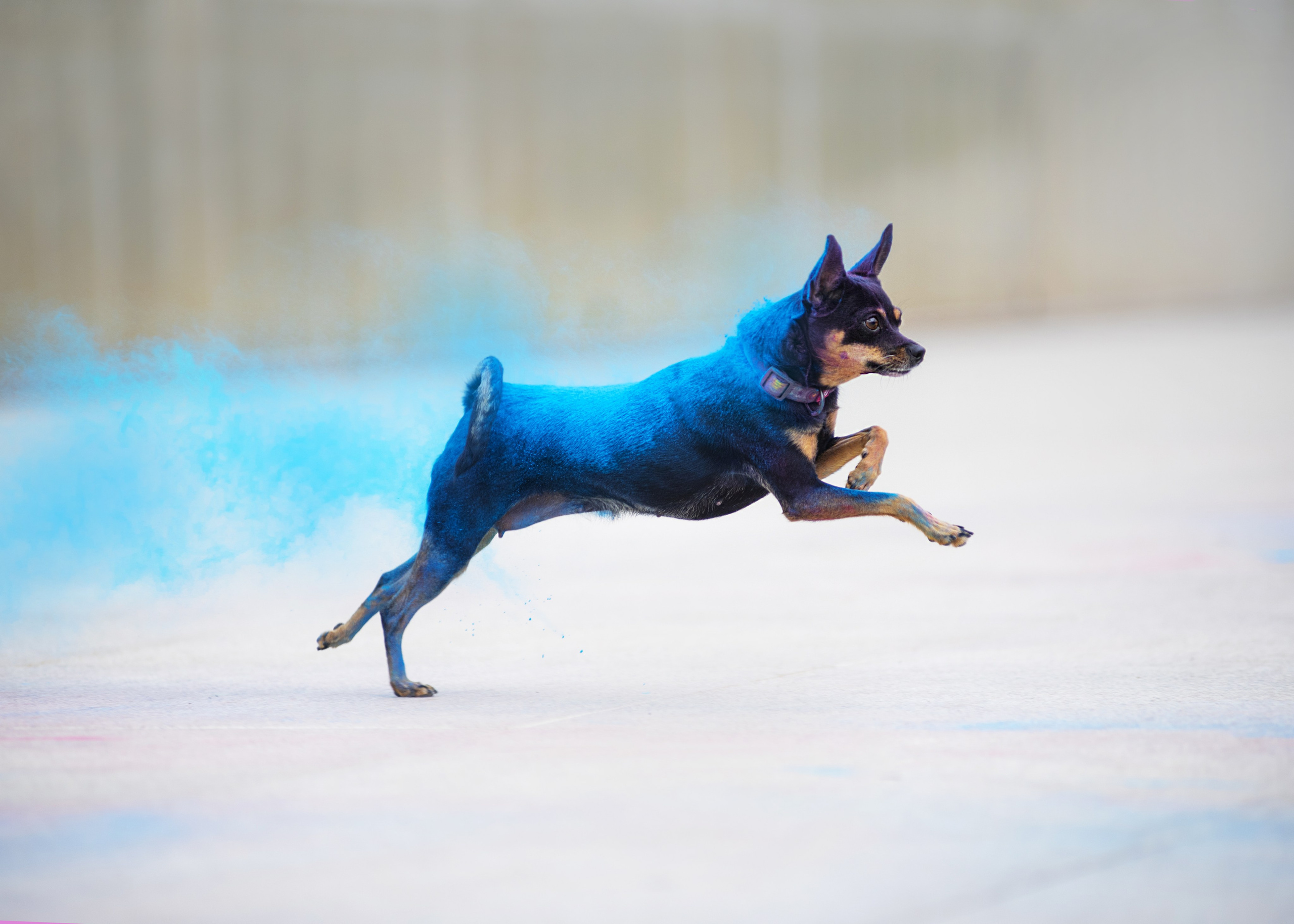 Мотя и краски холли. Дог-фотограф в Тюмени Александра Королева