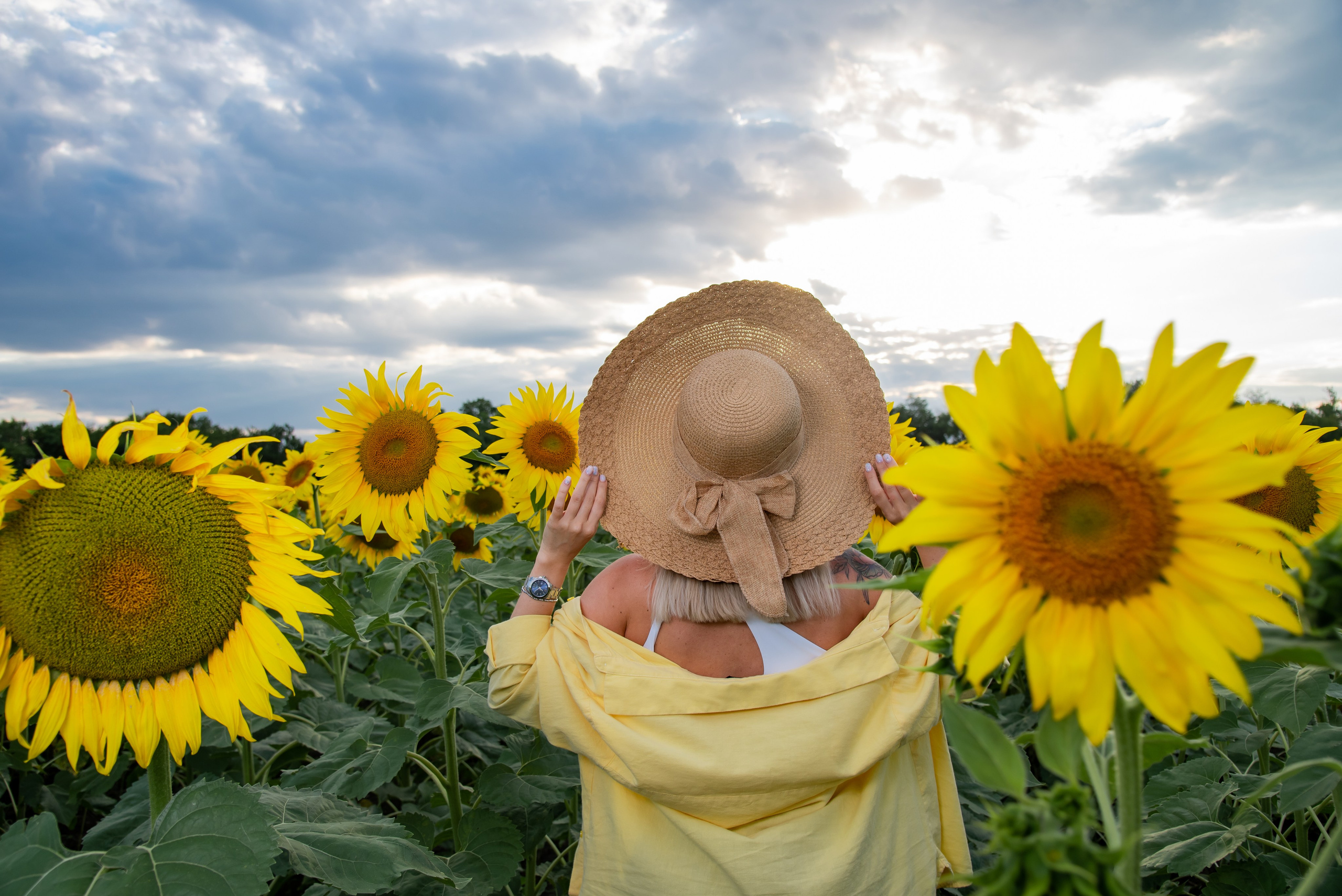 Подсолнух. Фотограф Галина Нестерова