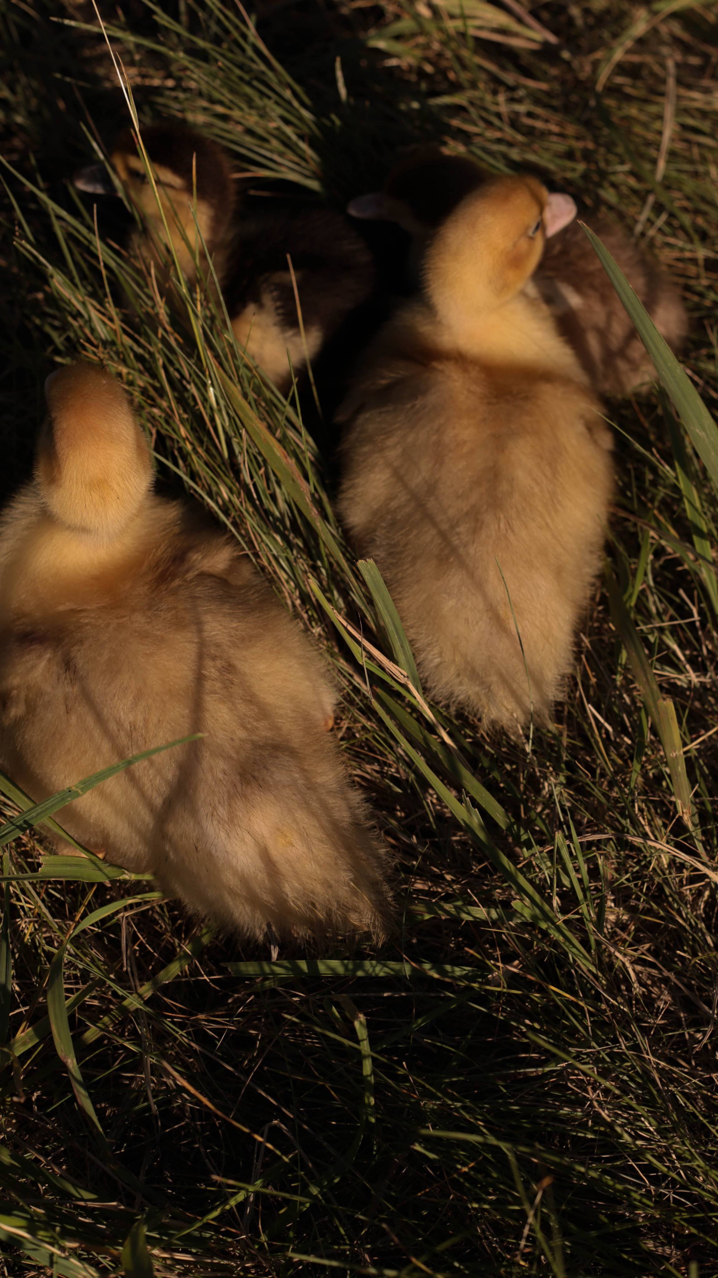 Утята. Семейный и детский фотограф в Тольятти Ирина Карпенцова
