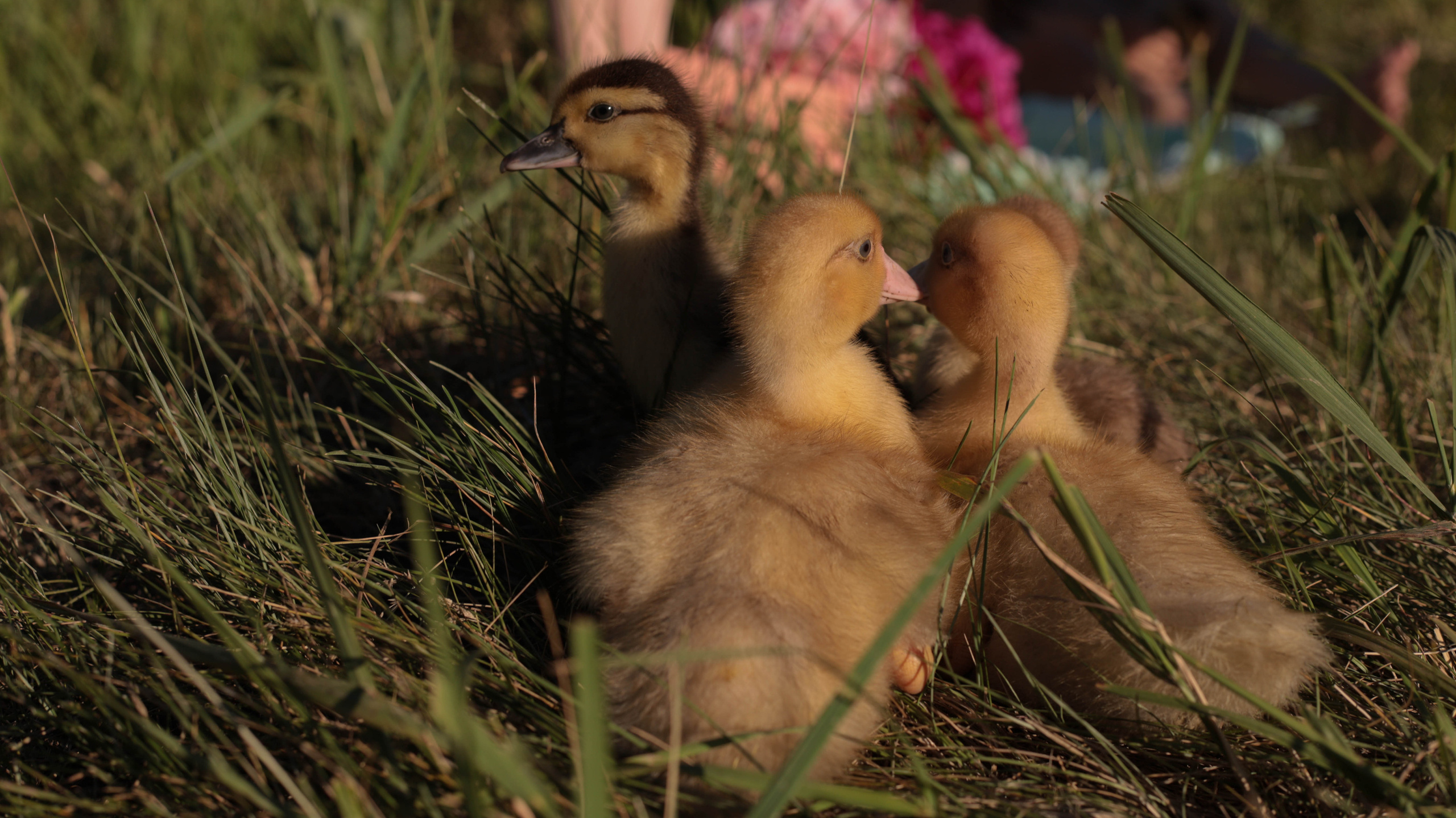 Утята. Семейный и детский фотограф в Тольятти Ирина Карпенцова