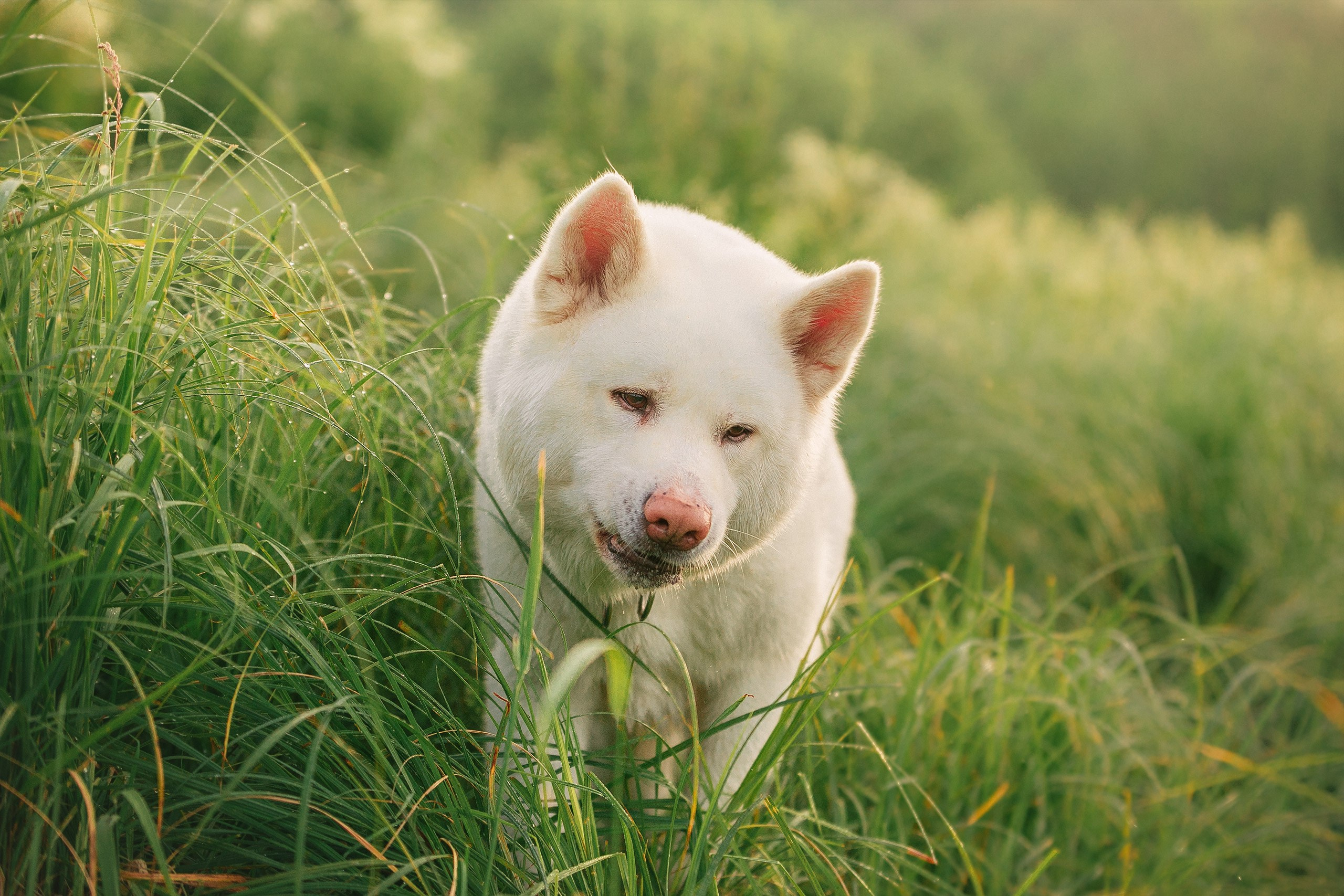 Таня и команда на рассвете. Фотограф анималист Кузнецова Анна Нижний Новгород