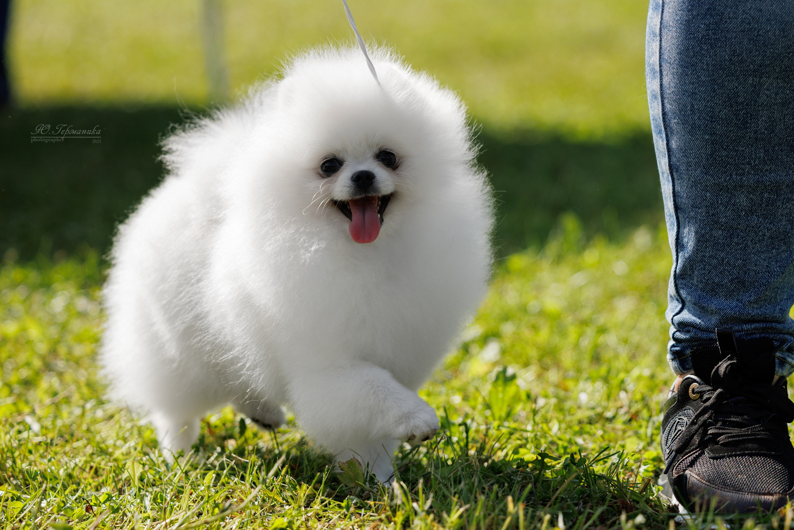 Зеленоград 13.09.2025. Фотограф-анималист Юлия Германика