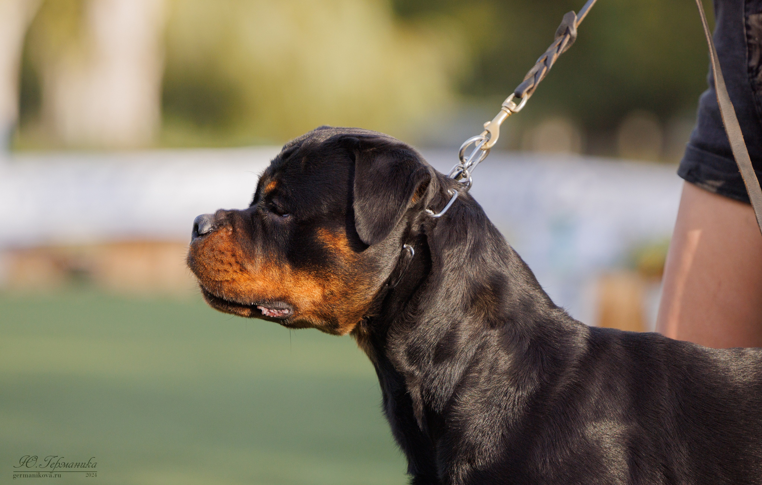 Анапа ротвейлеры 14-15.09.2024. Фотограф-анималист Юлия Германика