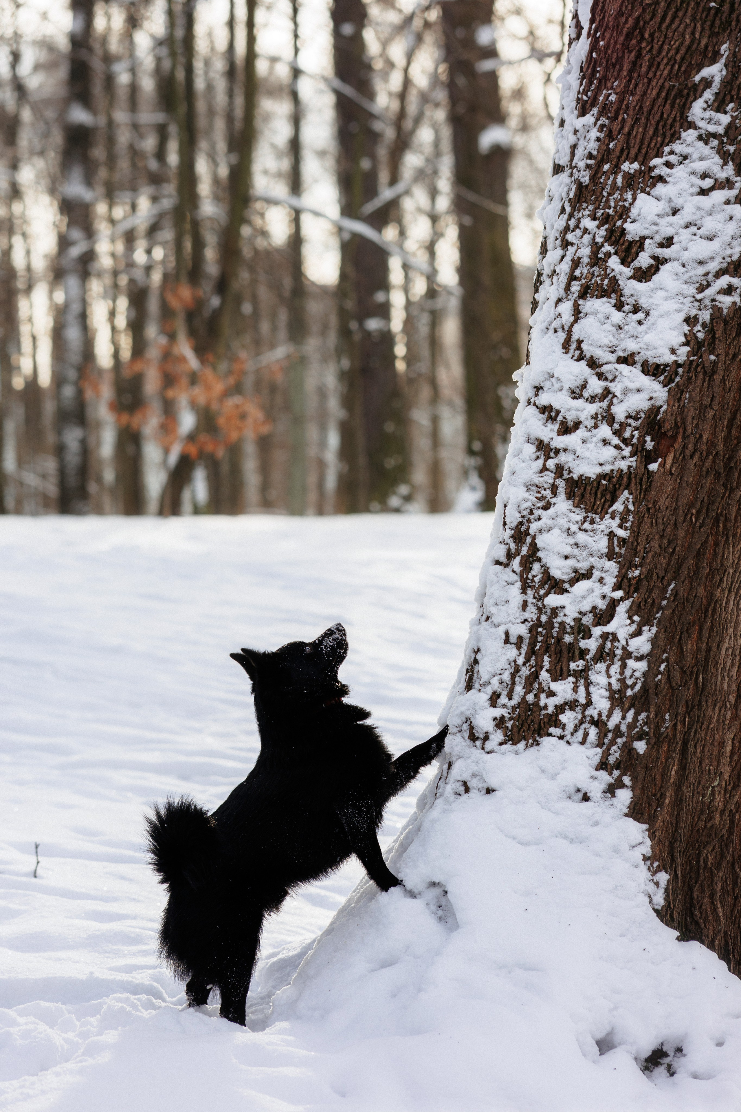 Юлия и Кит. Фотограф в Санкт-Петербурге Алёна Губинская