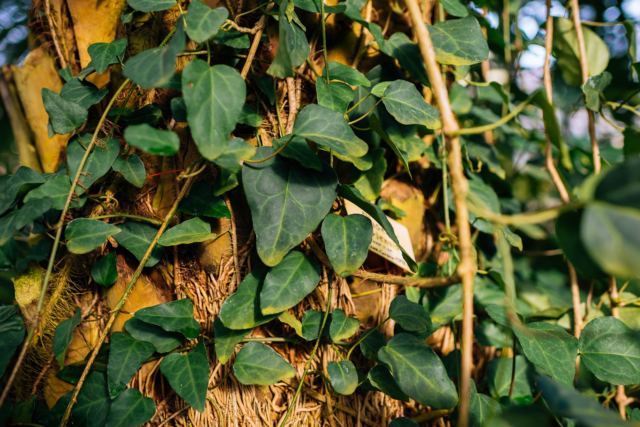 Ботанический сад. Субтропический маршрут. Март 26. Репортажный фотограф в Санкт-Петербурге Анастасия Клёпова