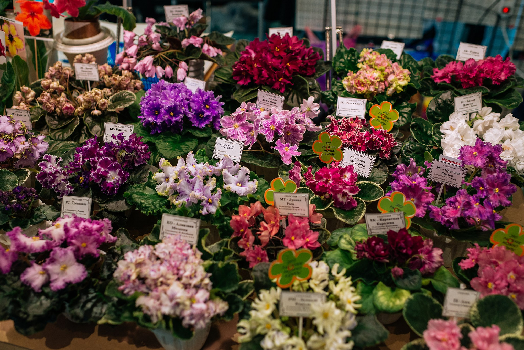 ВАУ Фест. Март 26. Репортажный фотограф в Санкт-Петербурге Анастасия Клёпова