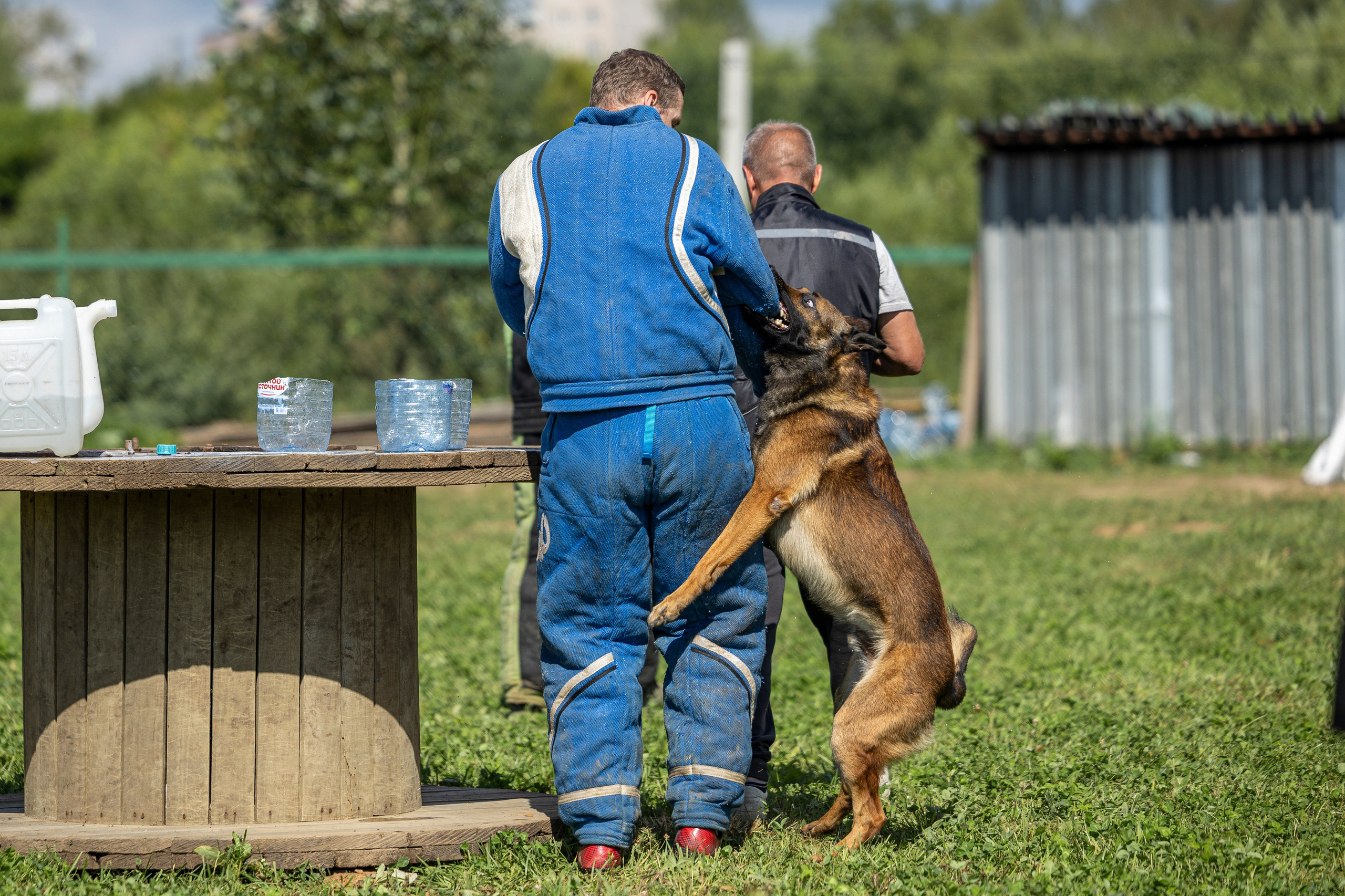 Соревнования по Мондьорингу г. Вологда 10-11.08.2024. Фотограф-анималист Анна Маринич