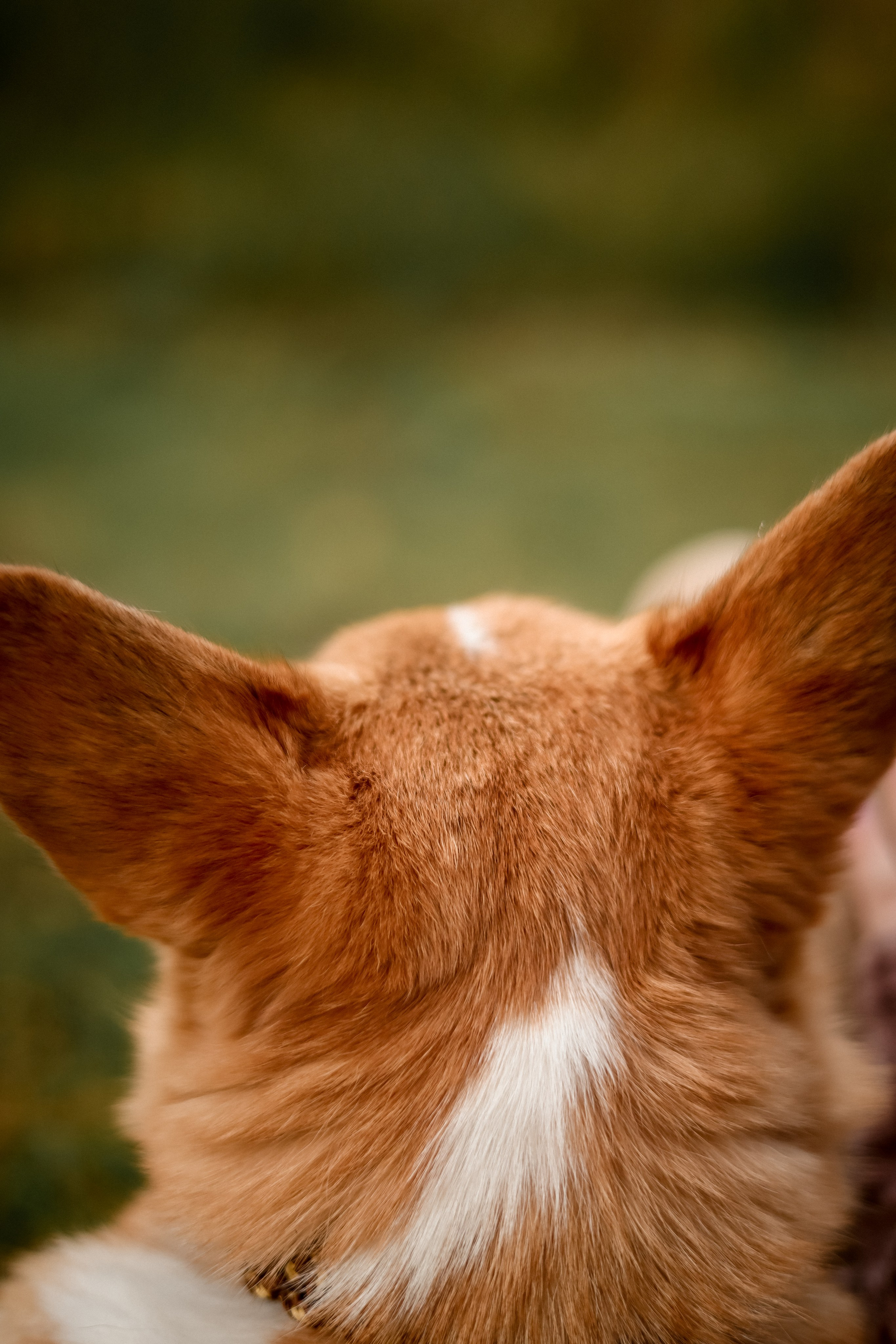 Съёмка с любимым четвероногим другом Ульяна и Фрося. Свадебный фотограф Беларусь Ольга Козыренко
