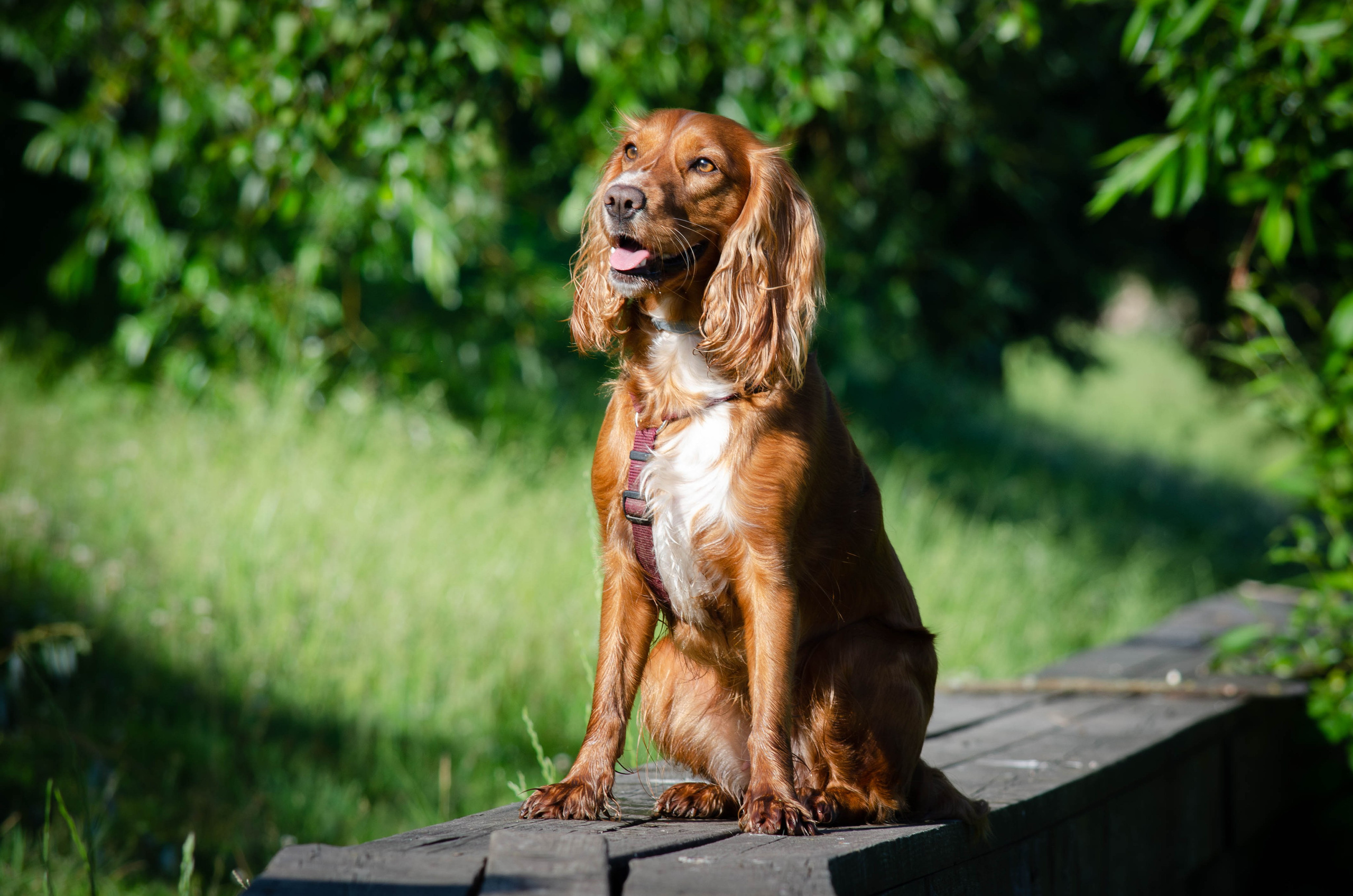 Джесси. Фотограф Светлана Блинова, Москва и Московская область