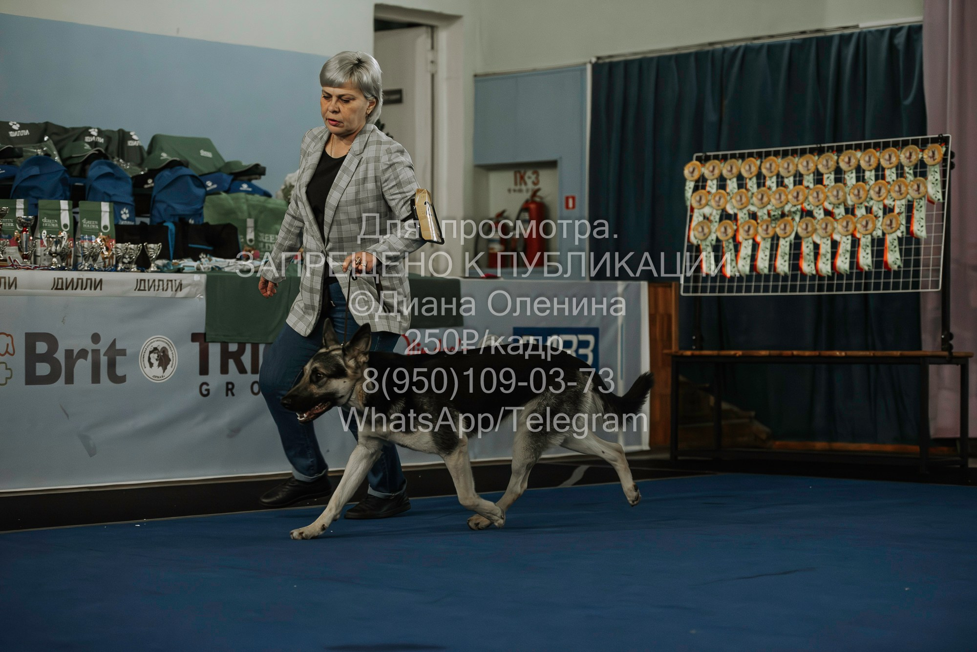 Выставка собак Красноярск 29.10.2023. Фотограф Диана Оленина Красноярск / Братск