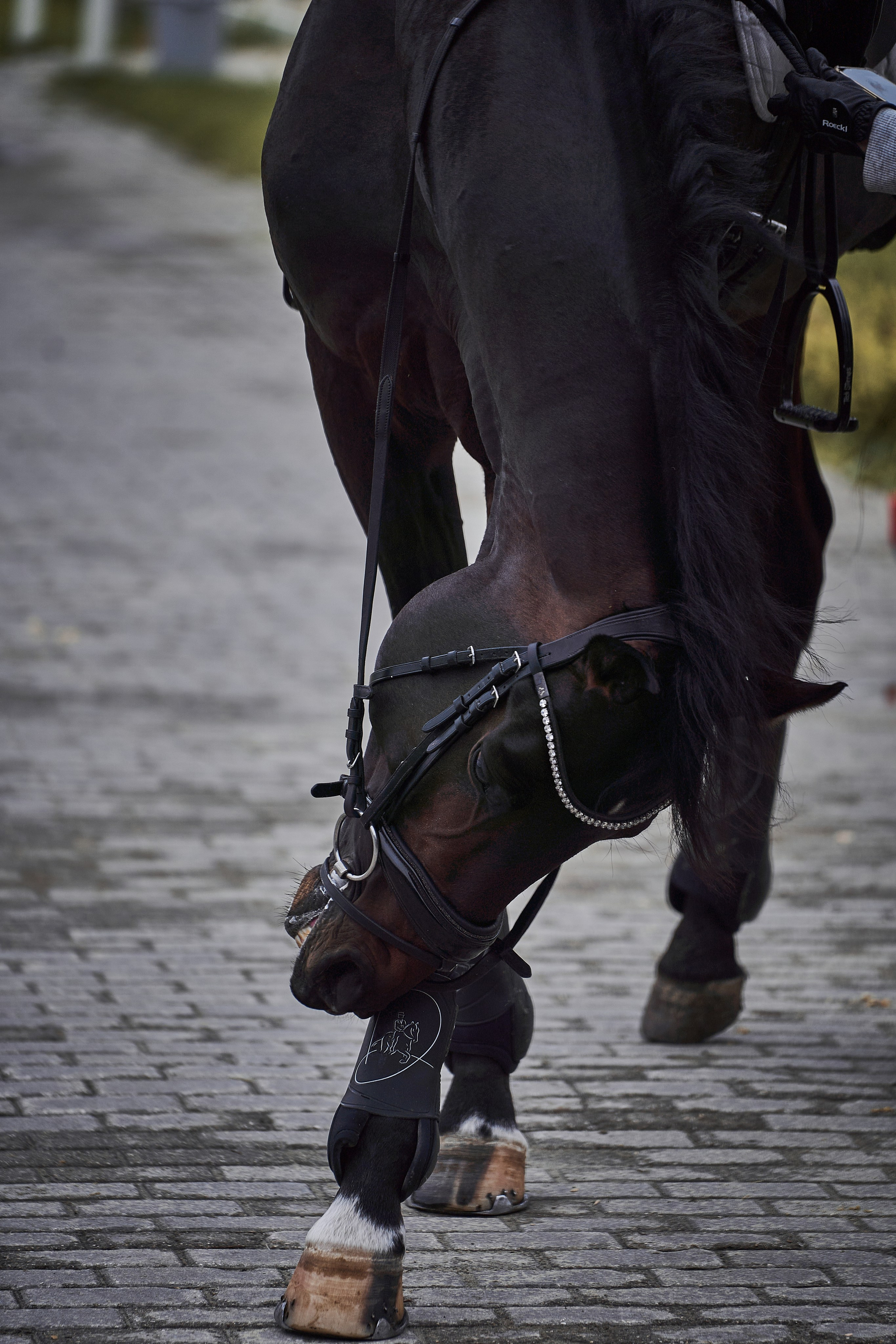 Анна и Наполи. Фотосессии с лошадьми в Москве, Новосибирске