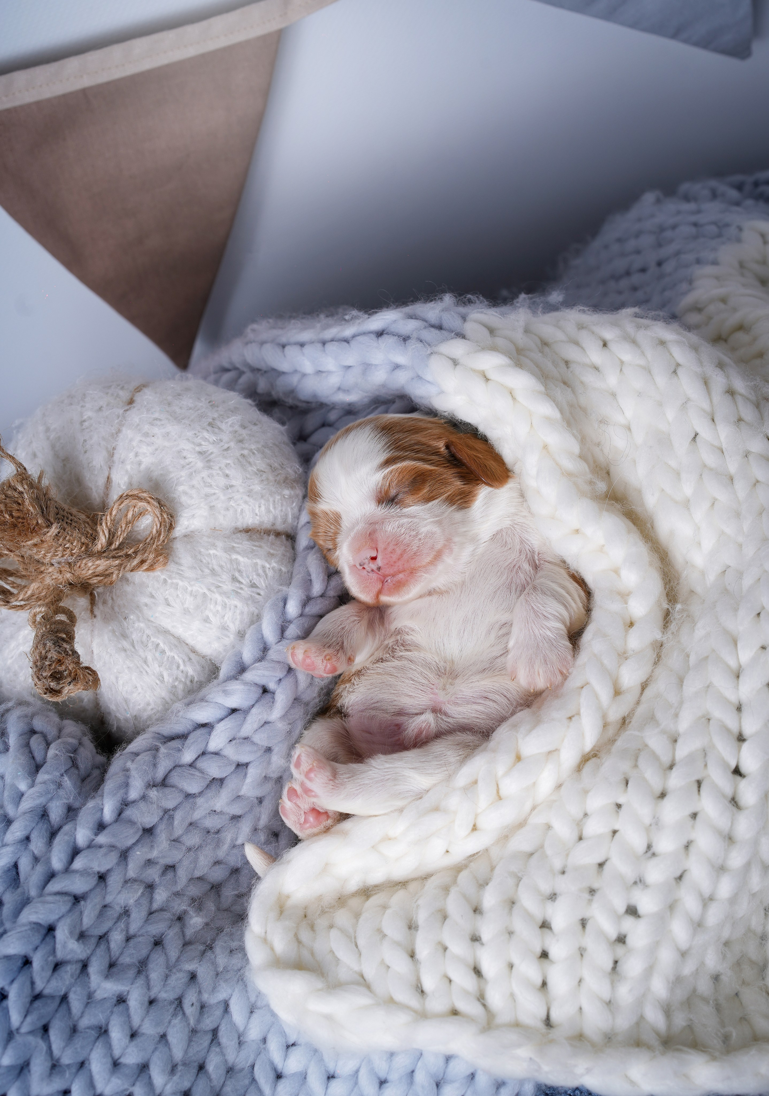 Щенки кавалер кинг чарльз спаниеля. Фотограф-анималист в Санкт-Петербурге Яна Мартынова