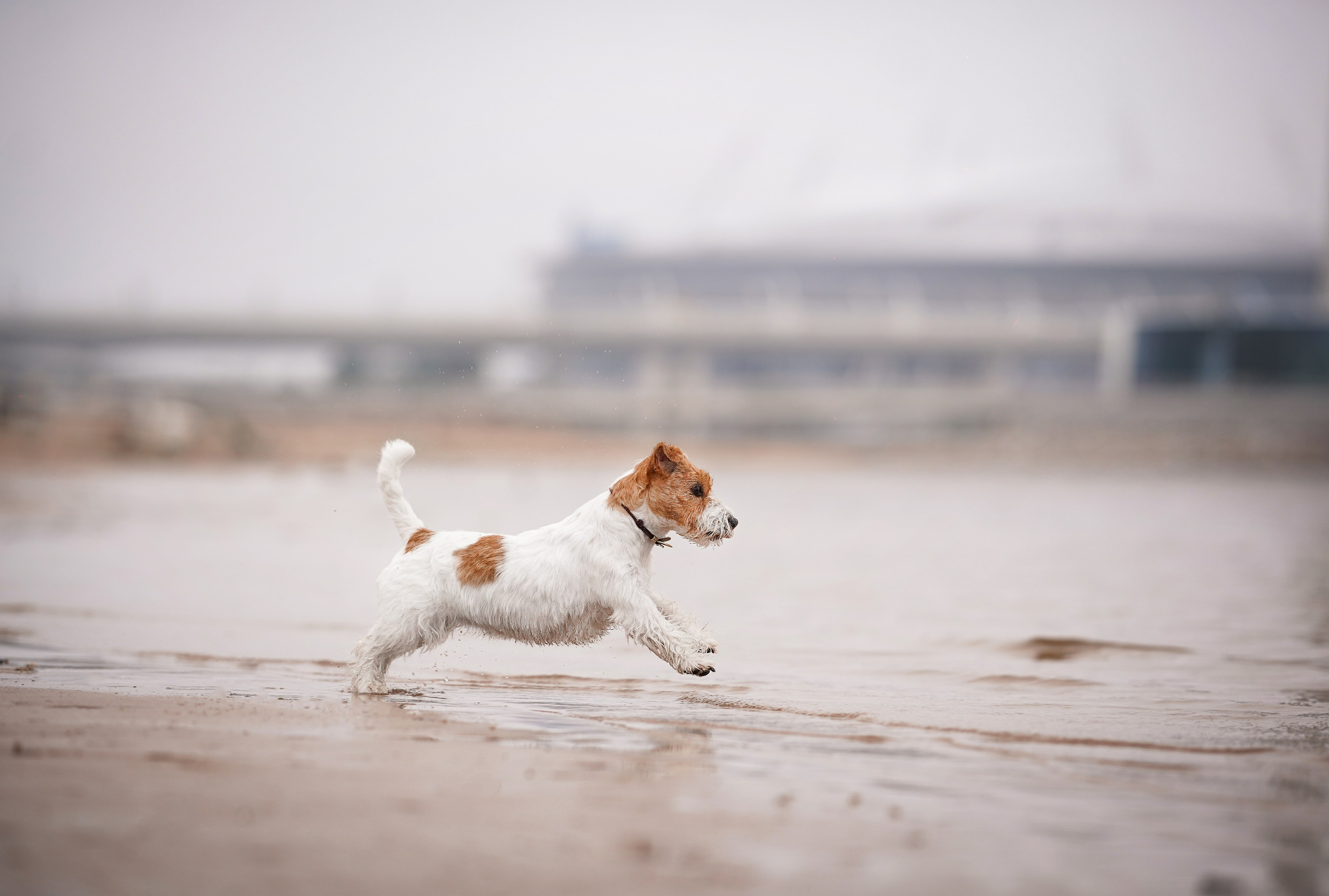 Люба и Тося. Фотограф-анималист в Санкт-Петербурге Яна Мартынова