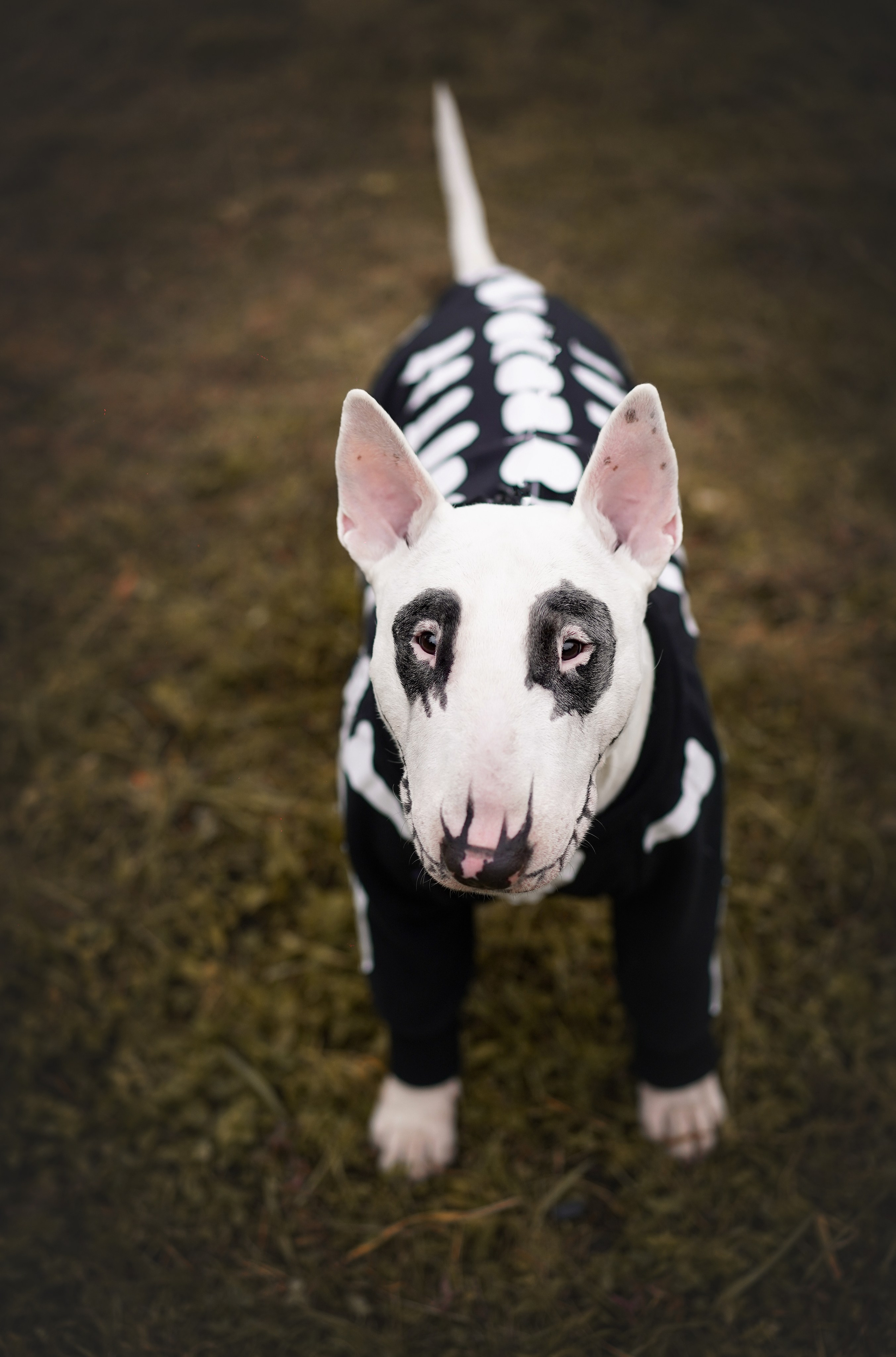 Настя Рома и Сахар Хелоуин. Фотограф-анималист в Санкт-Петербурге Яна Мартынова