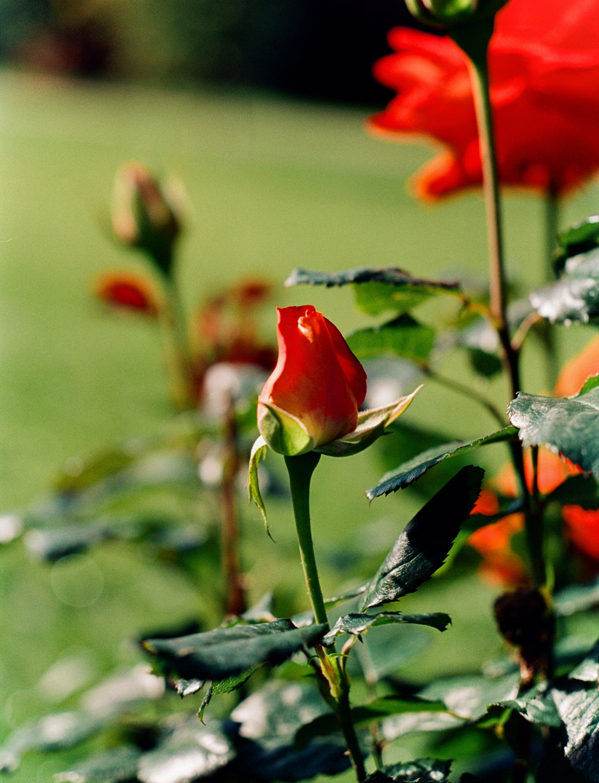 Nikon F100 примеры фотографий