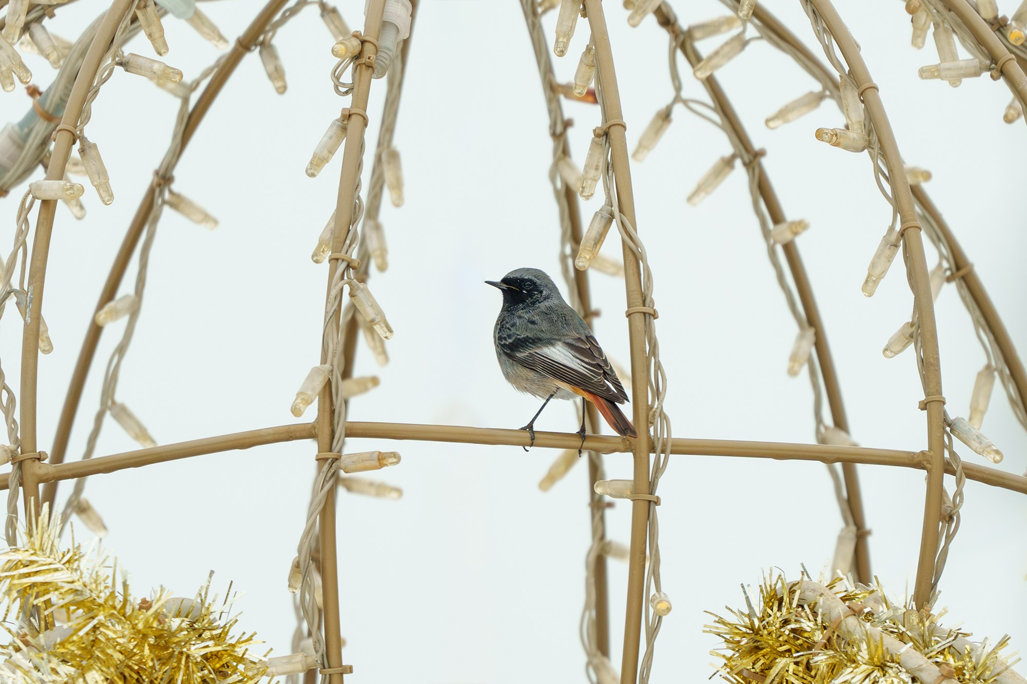 Удивительные мир птиц. Вокруг нас столько прекрасного — присмотритесь!. Ваш личный фотограф Марина Волкова