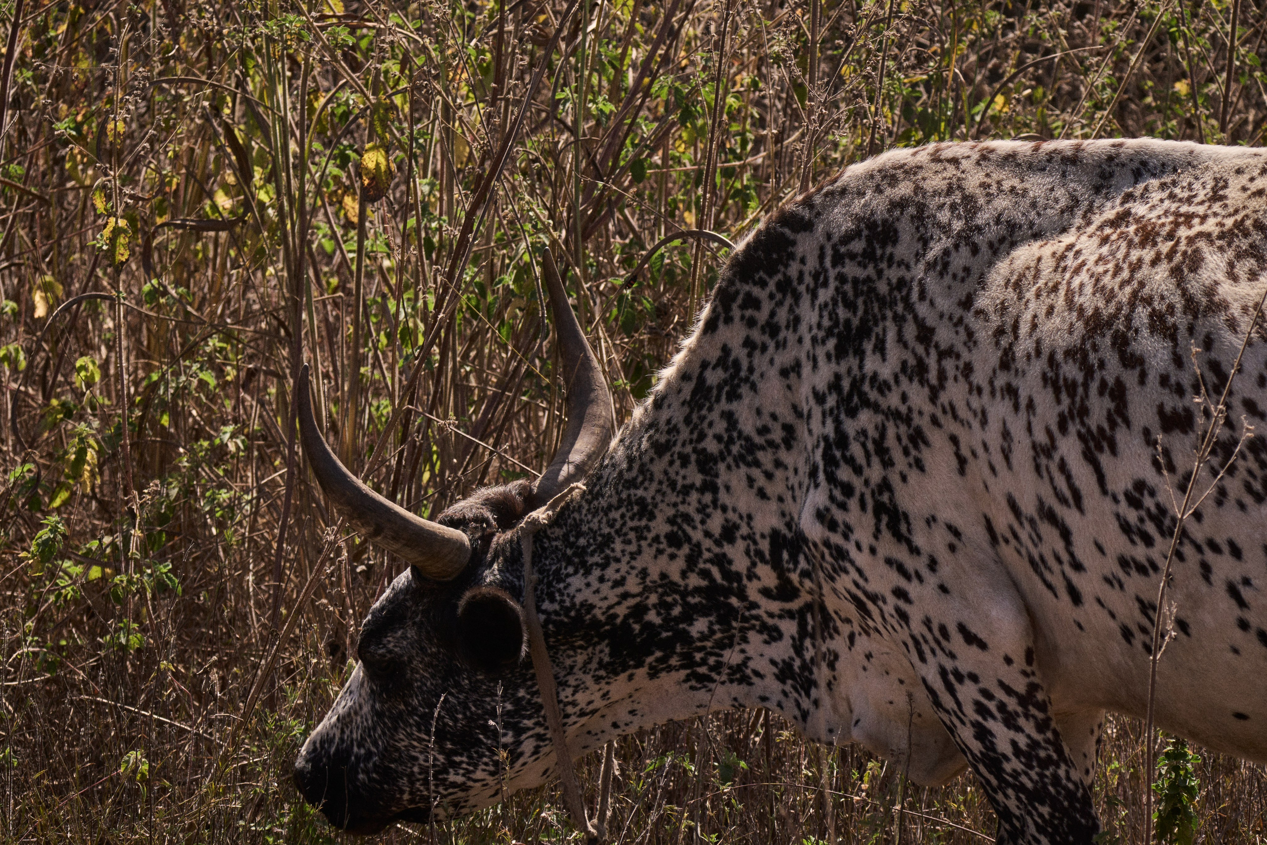 Gambia River. See the moment and catche. commercial and reportage