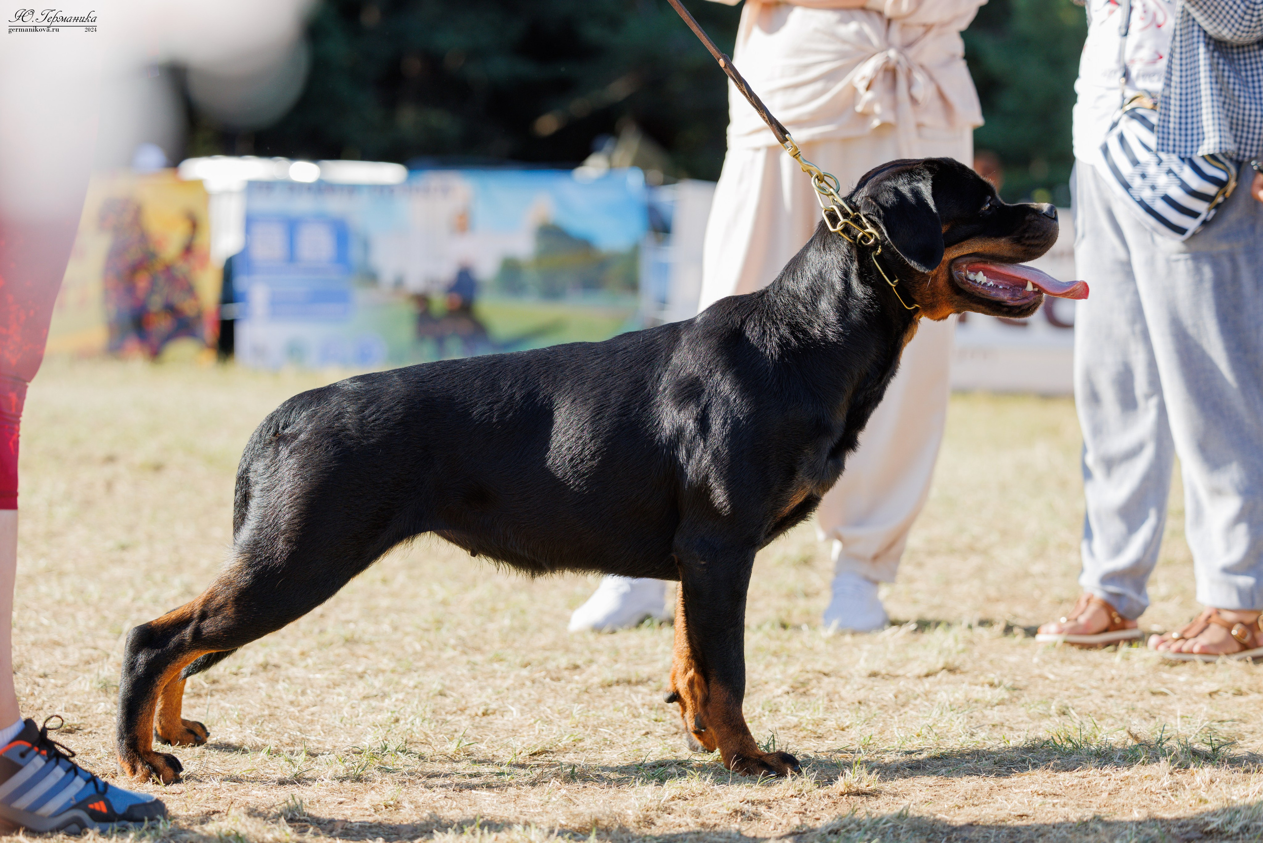 ПК и КЧК ротвейлеры Тверь 6-7.07.2024. Фотограф-анималист Юлия Германика