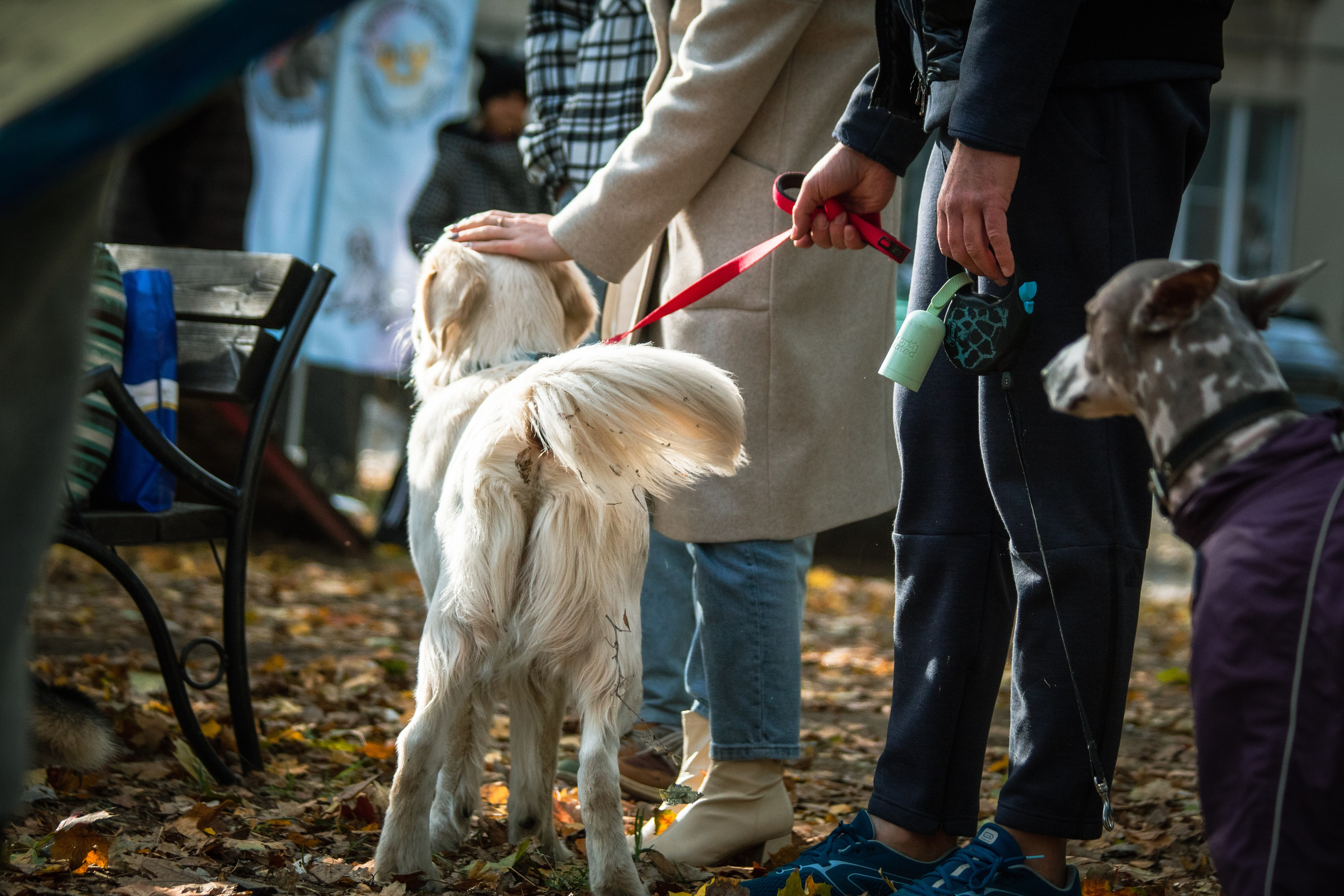 Костюмированный парад собак. Фотограф анималист — Тула, Москва
