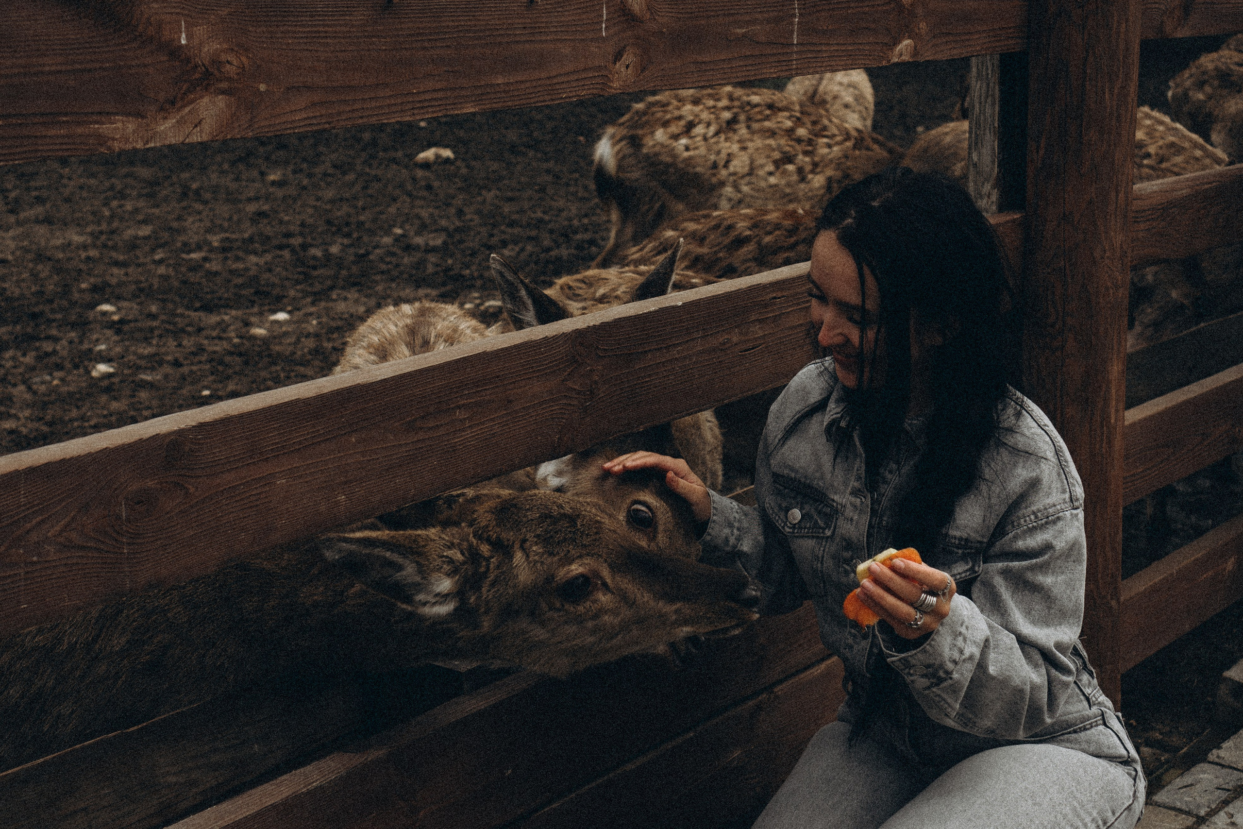 ОЛЕНЬЯ ФЕРМА В ТВЕРИ. Профессиональный фотограф, Санкт-Петербург — Виктория Богомолова