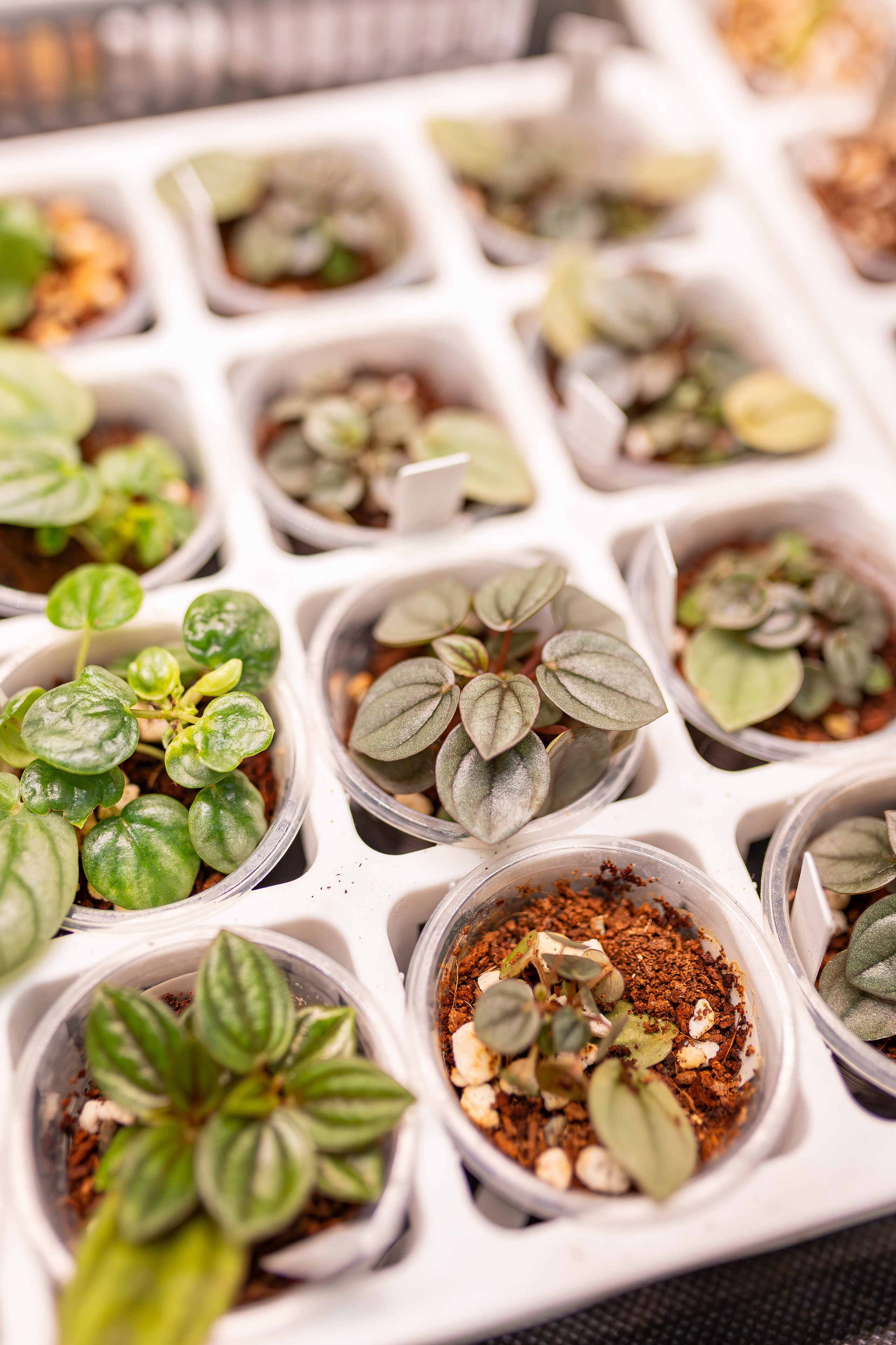 Монстериум апрель 2026. Александра Куликова фотограф, Москва