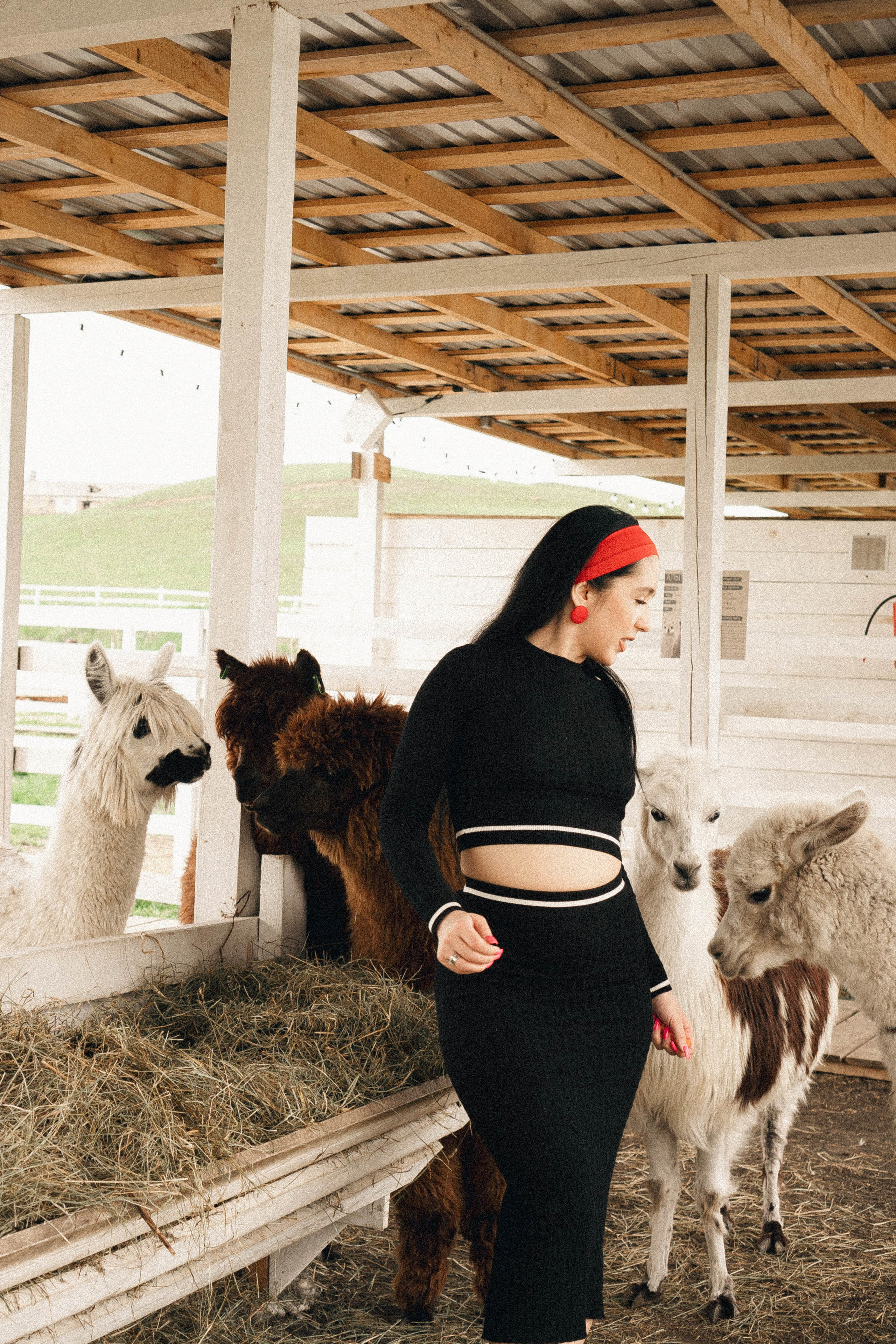 Ферма Альпак. Профессиональный фотограф, Санкт-Петербург — Виктория Богомолова