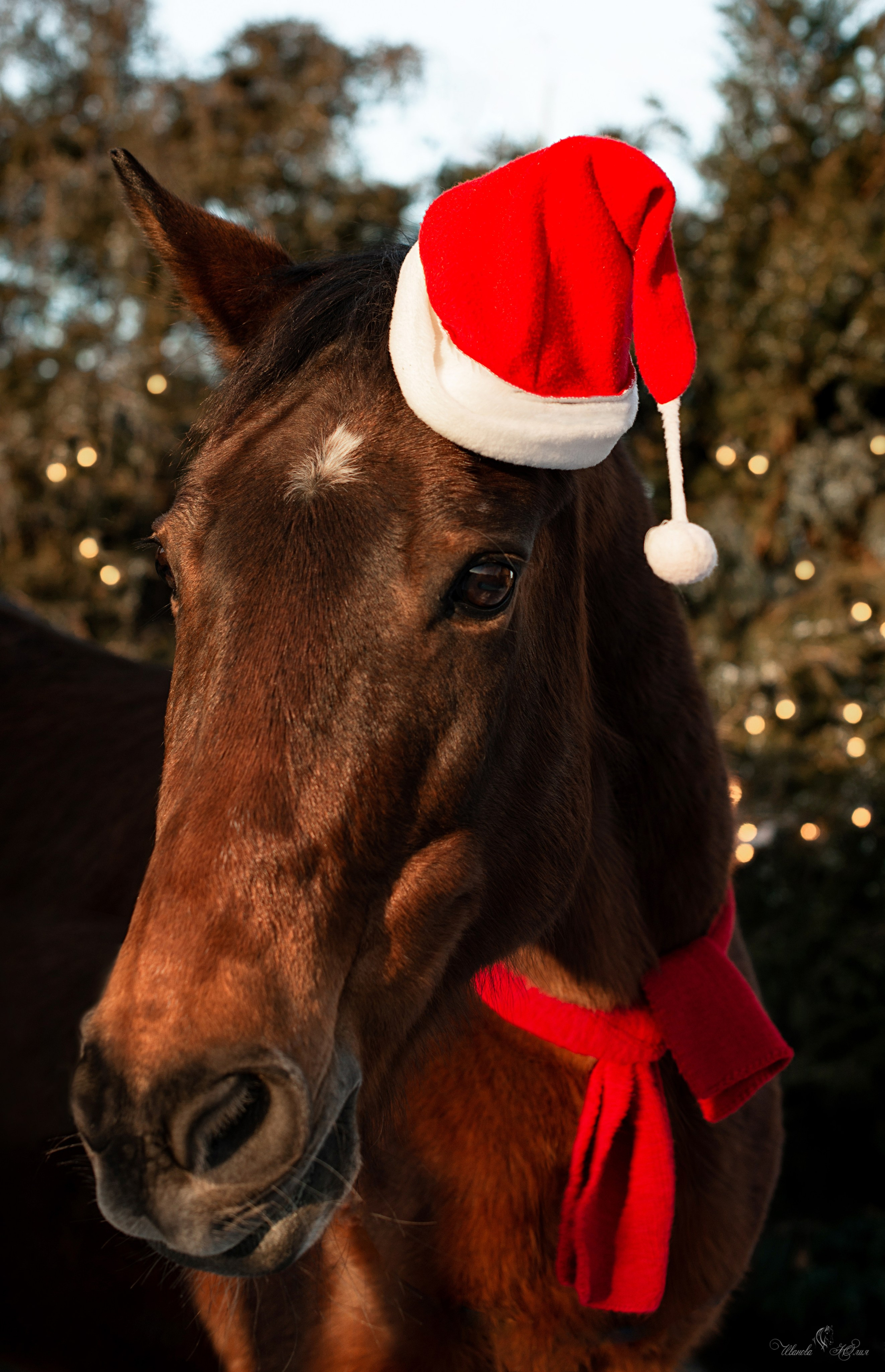 Лошади. Конный фотограф в Саратове Юлия Иванова