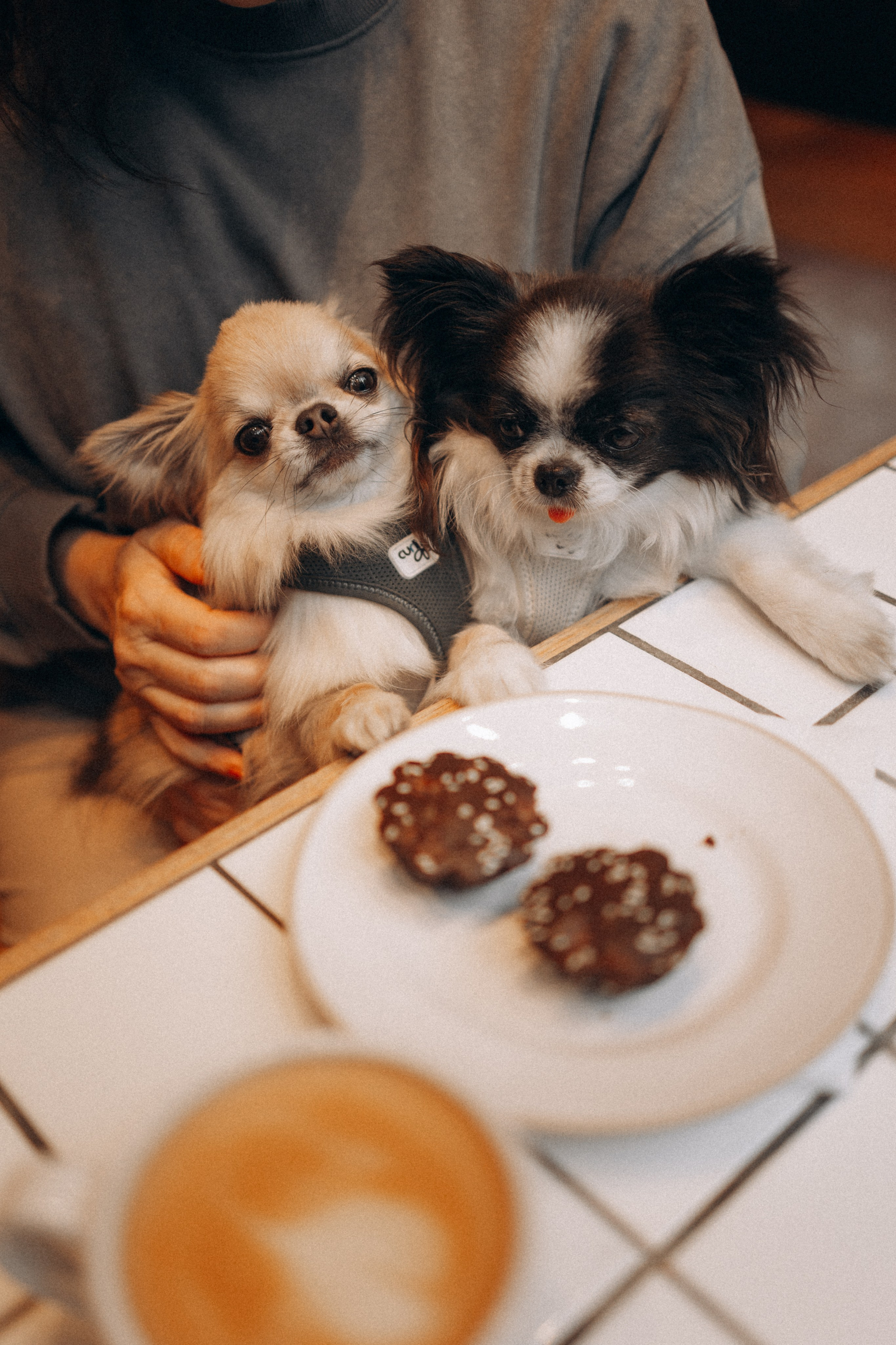 Кристина, Тия и Тедди. Фотораф — анималист Мария Шистка
