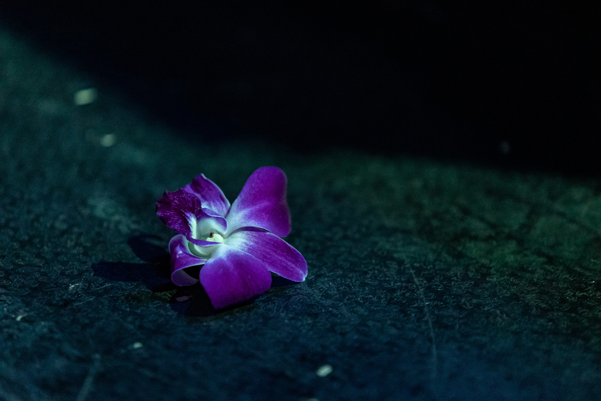 МАКSИМ. Фотограф Сонкина Татьяна