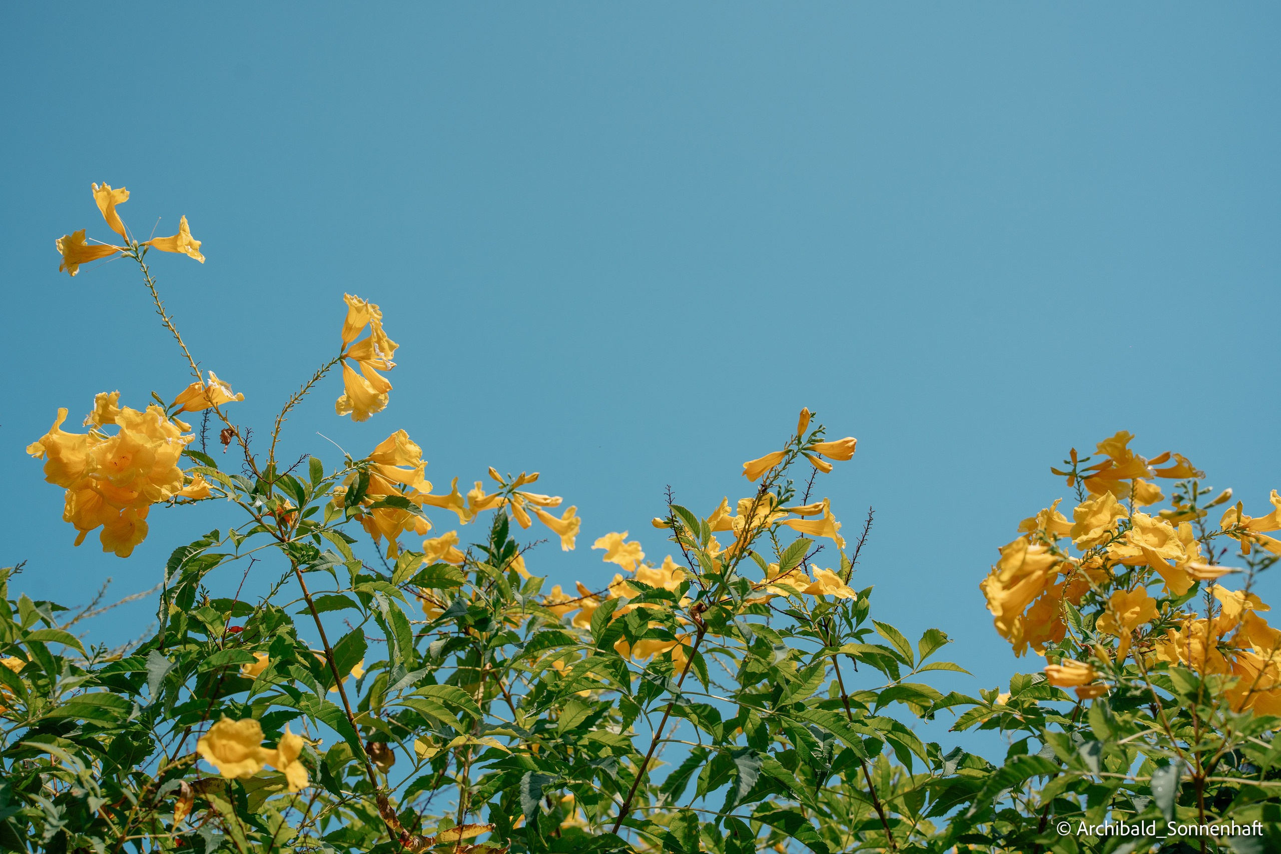 Couple of days in Thai. Photographer in Guangzhou, China. Archibald Sonnenhaft