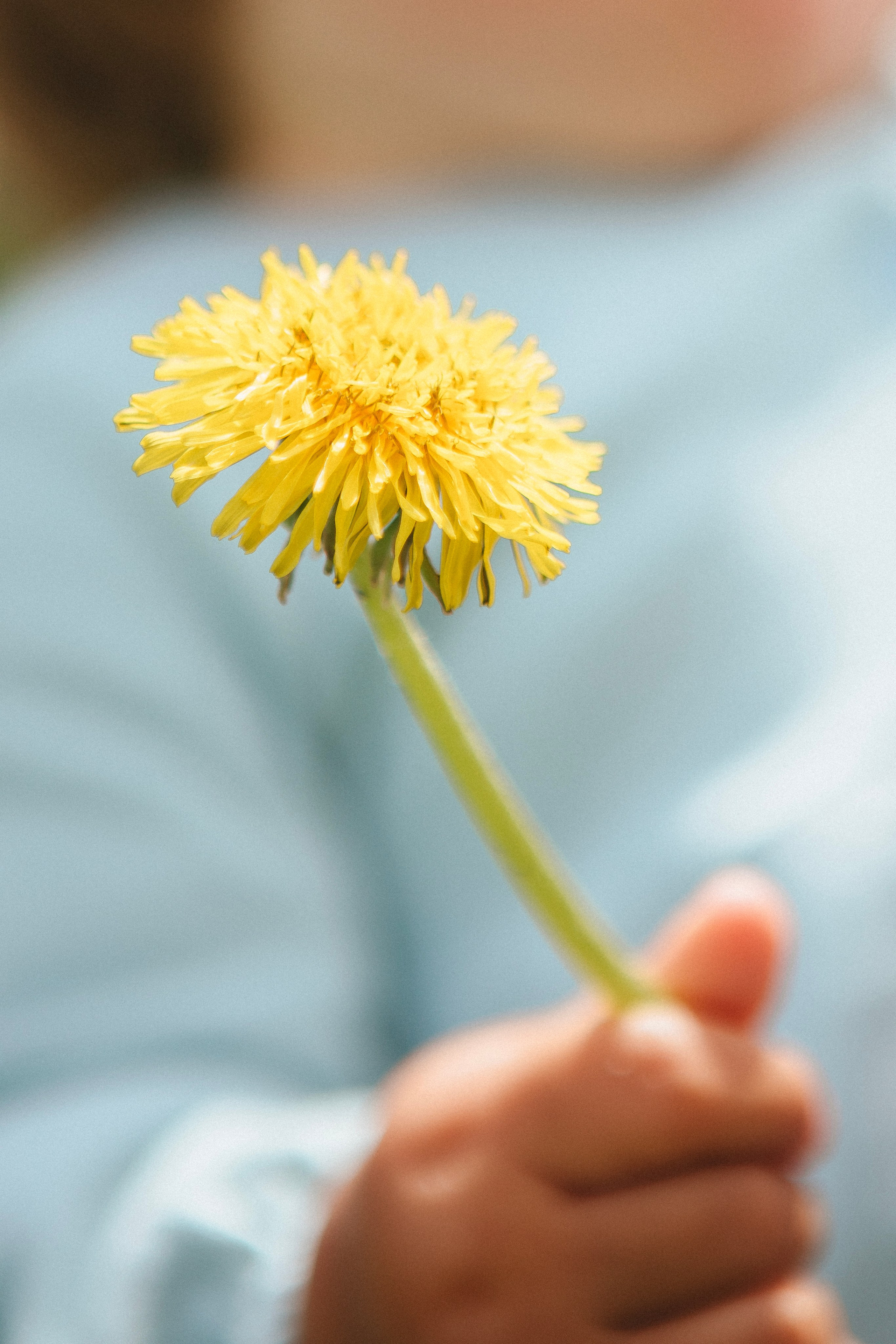Летние семейные грезы. Семейный и свадебный фотограф Сочи Адлер Сириус Красная поляна