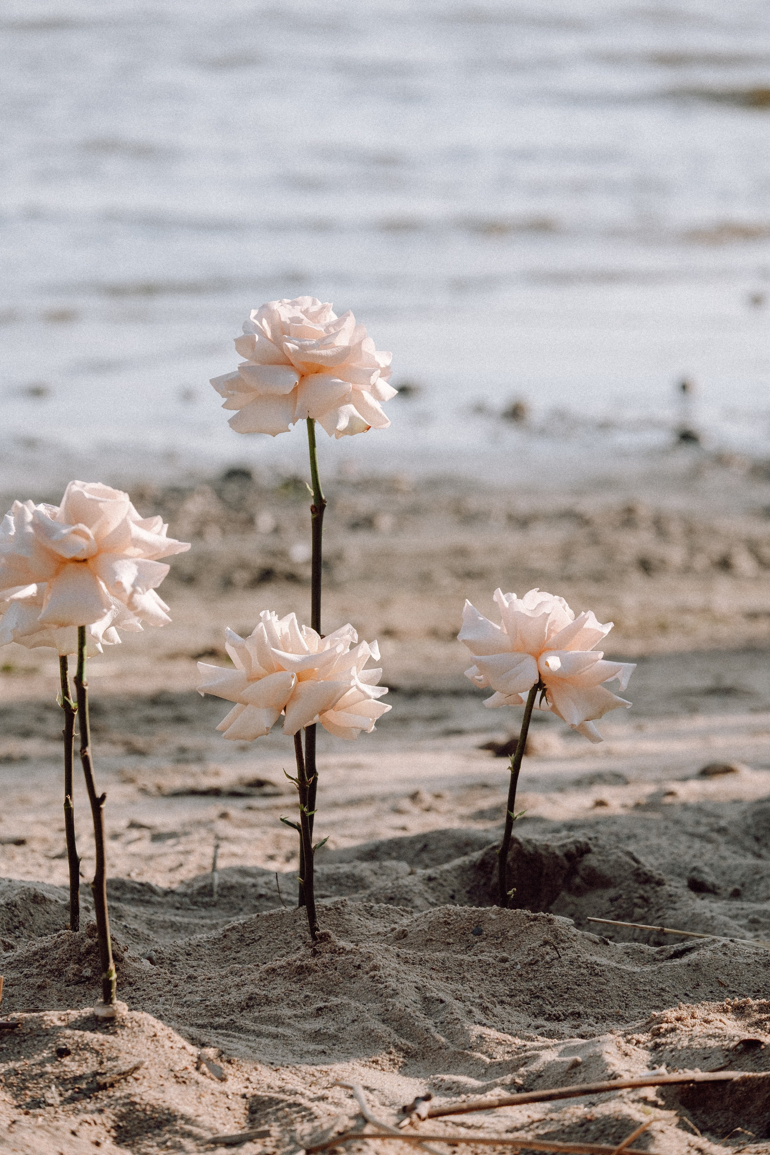 СВАДЕБНАЯ ФОТОСЕССИЯ ВЫЕЗДНОЙ ЦЕРЕМОНИИ (ФИНСКИЙ ЗАЛИВ). Профессиональный фотограф, Санкт-Петербург — Виктория Богомолова