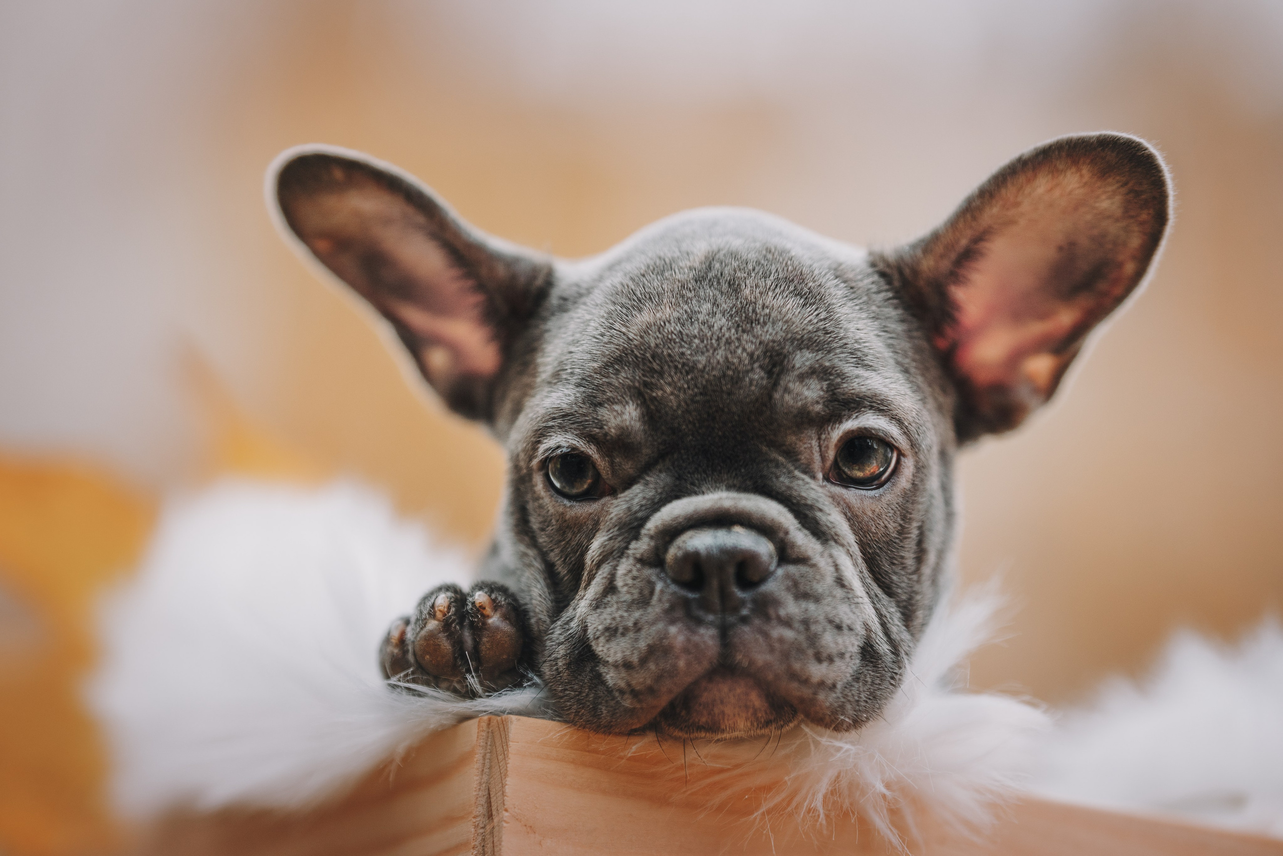 Французские бульдоги. Фотограф анималист Осипчикова Мария