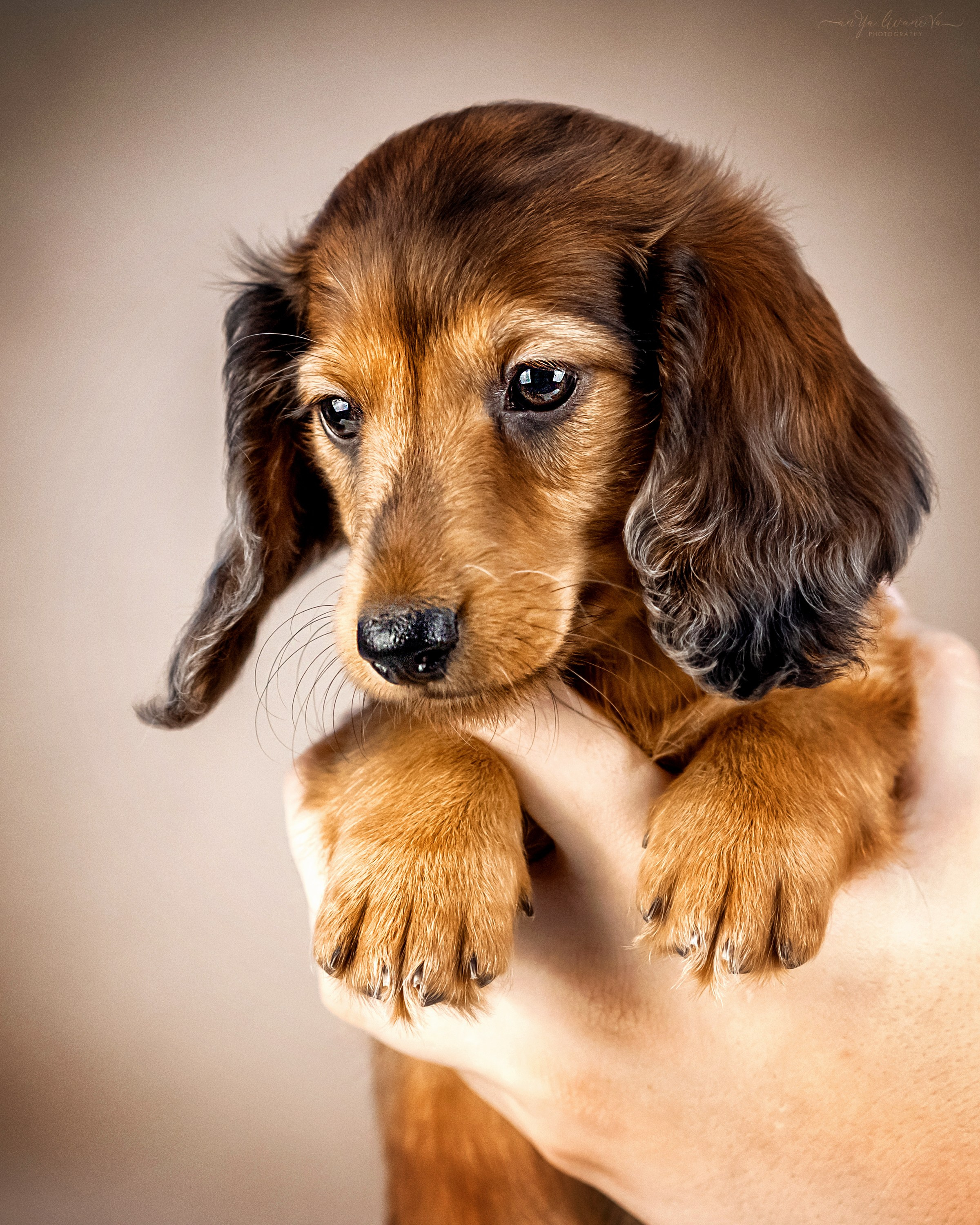 Таксята. Фотограф анималист Аня Ливанова | Рыбинск