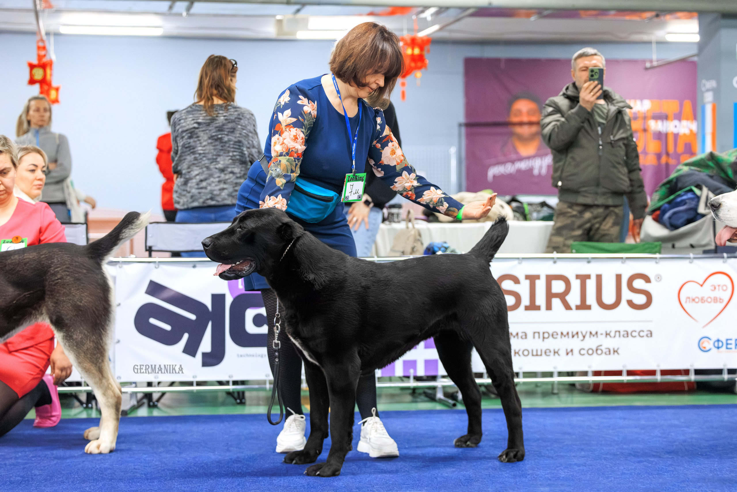 Сфера 08 и 10.03.2024 2хмоно ротвейлеров+2хмоно сао. Фотограф-анималист Юлия Германика