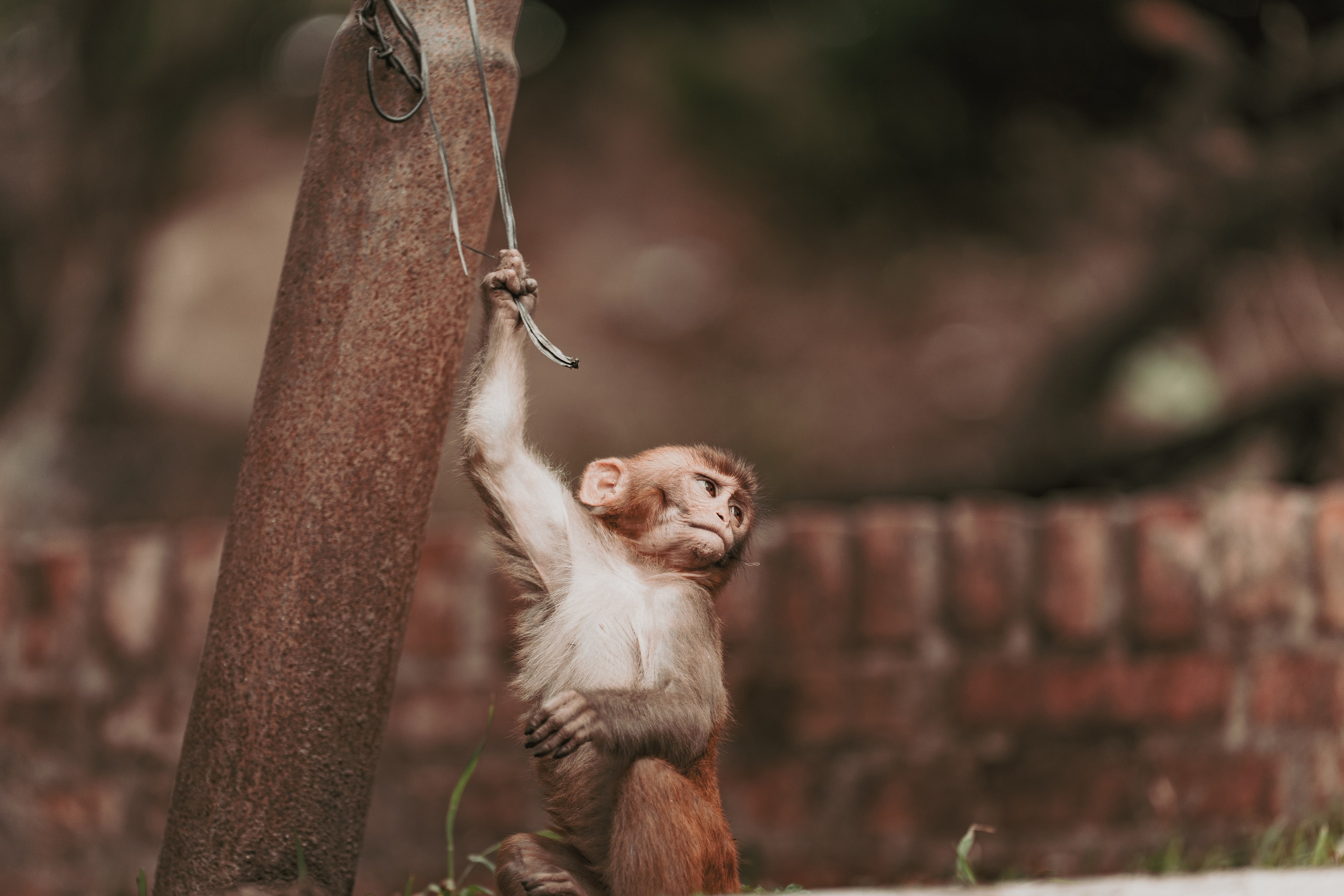 Nepal. Dmitry Ippolitov