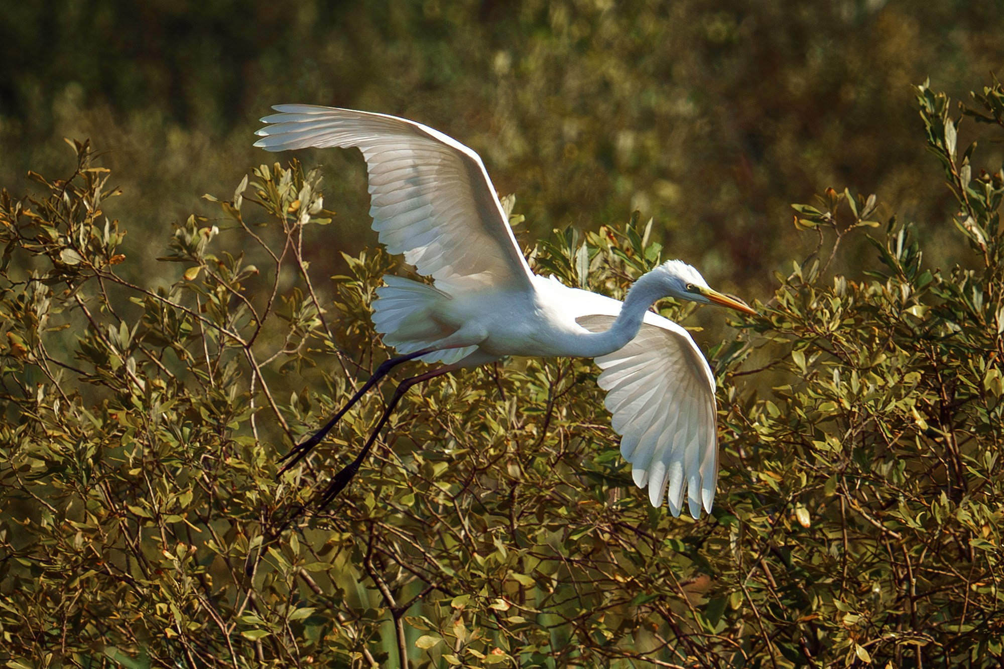Удивительные мир птиц. Вокруг нас столько прекрасного — присмотритесь!. Ваш личный фотограф Марина Волкова