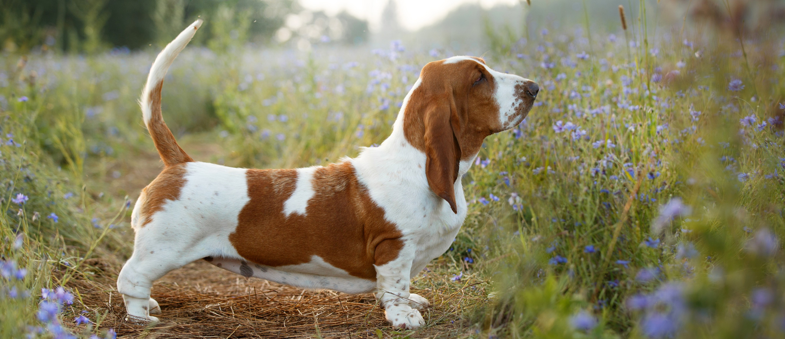 Фотограф для вашей собаки