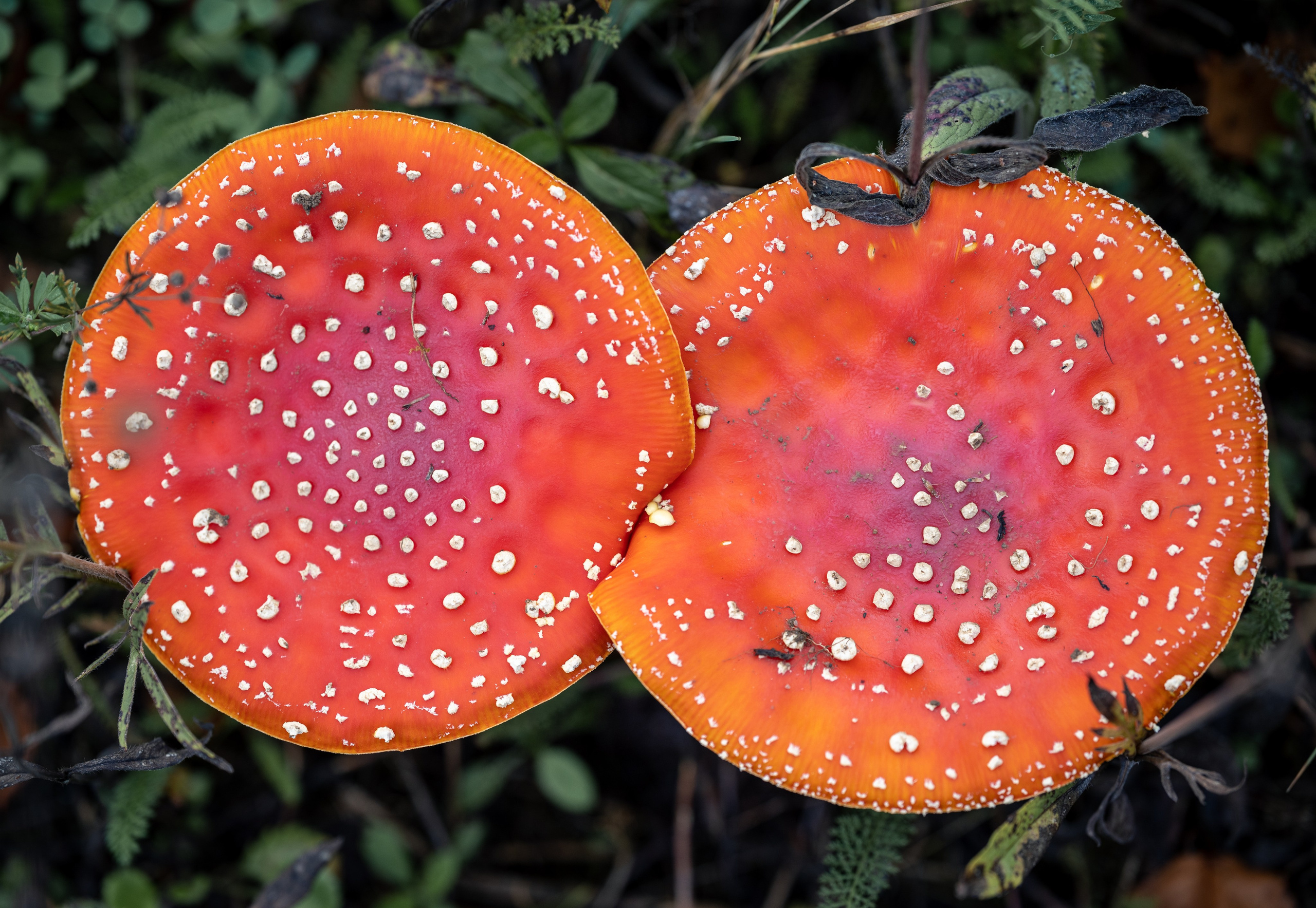 Природные пейзажи. Наталия Клевинскас портретный фотограф в Костроме
