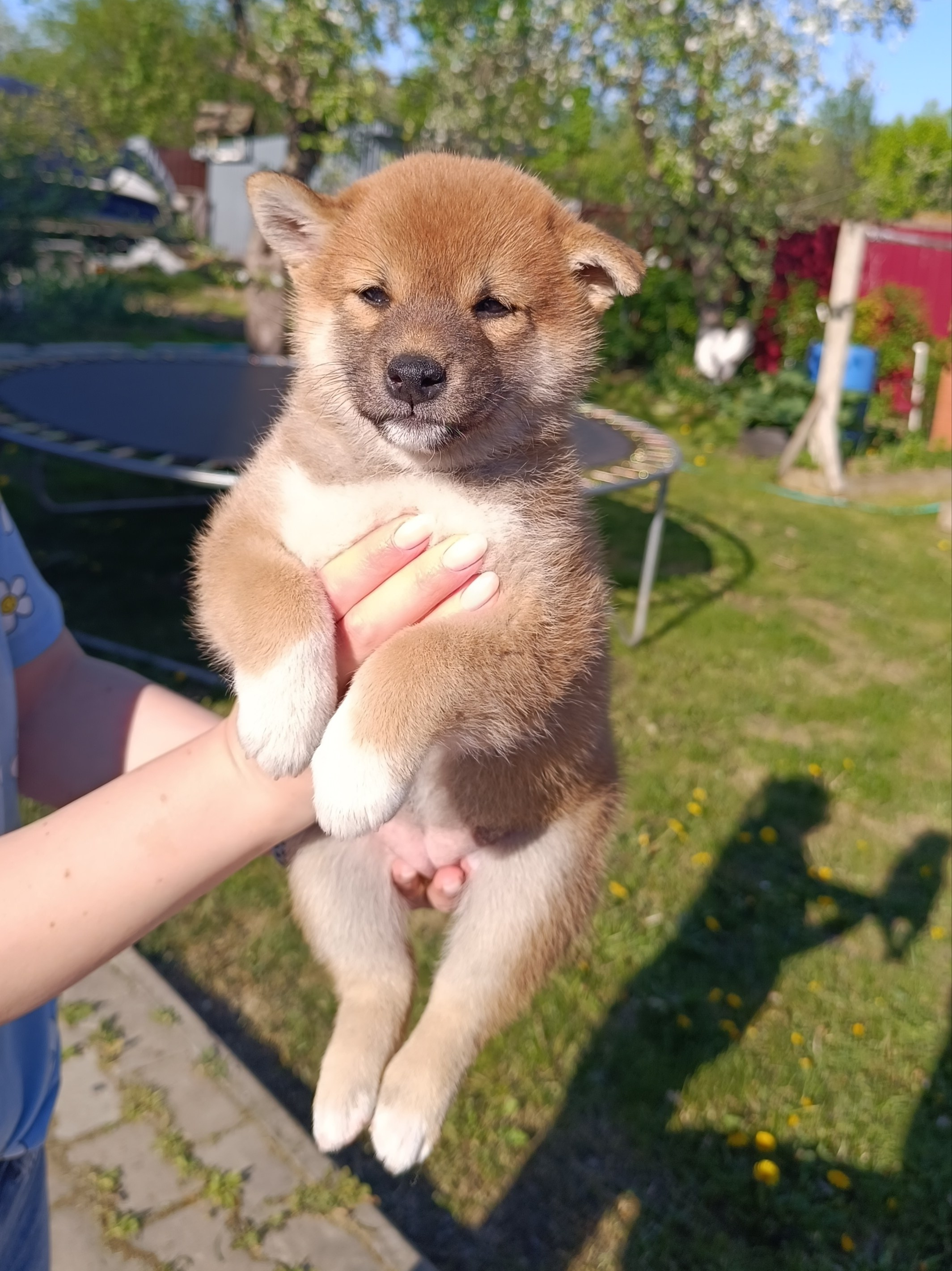 Сиба Rubylight Fumiko питомник Рубилайт