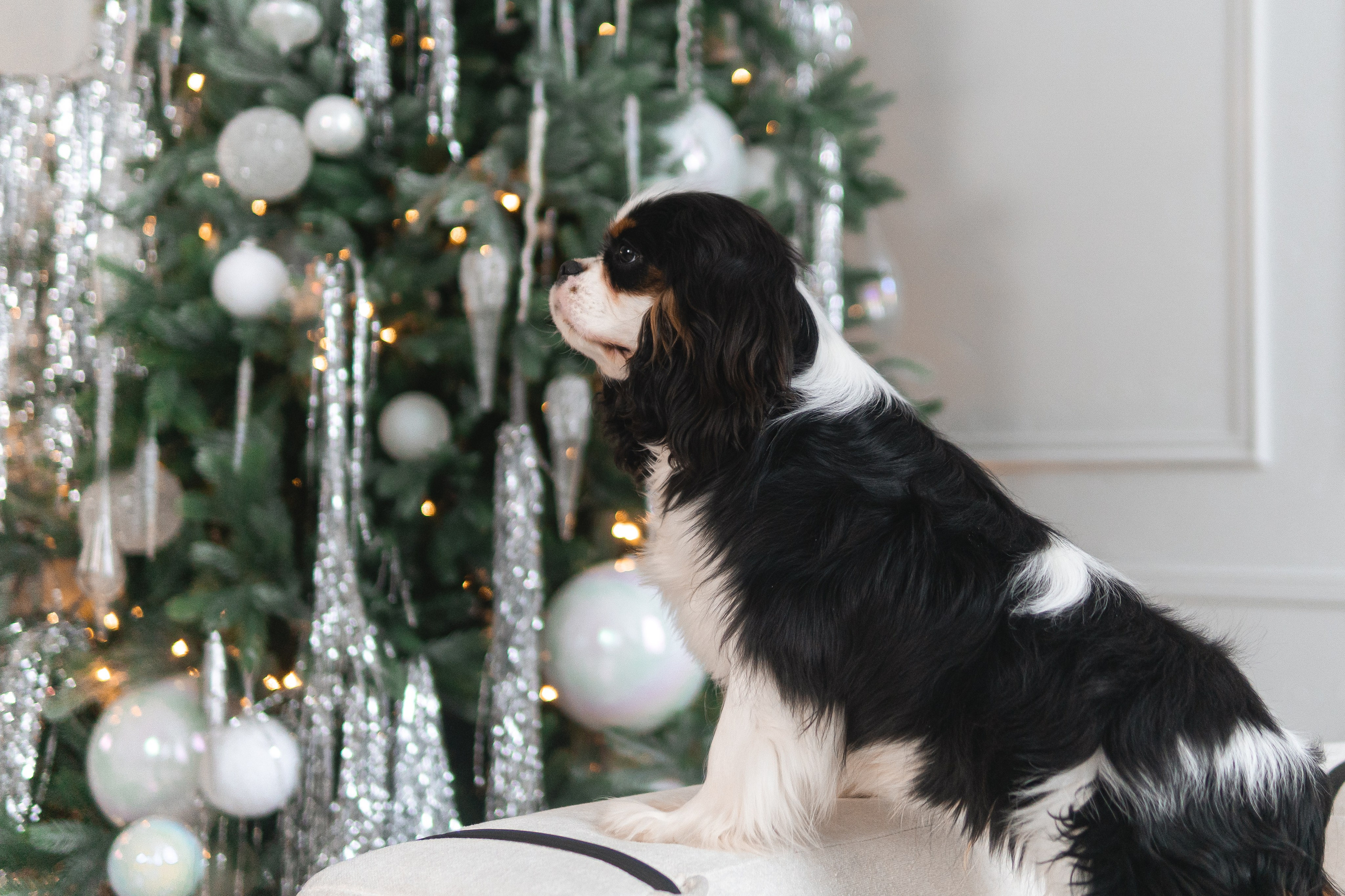Belle Destino (питомник): новогодняя история. Портретный и репортажный фотограф в Воронеже: Анастасия Пузикова