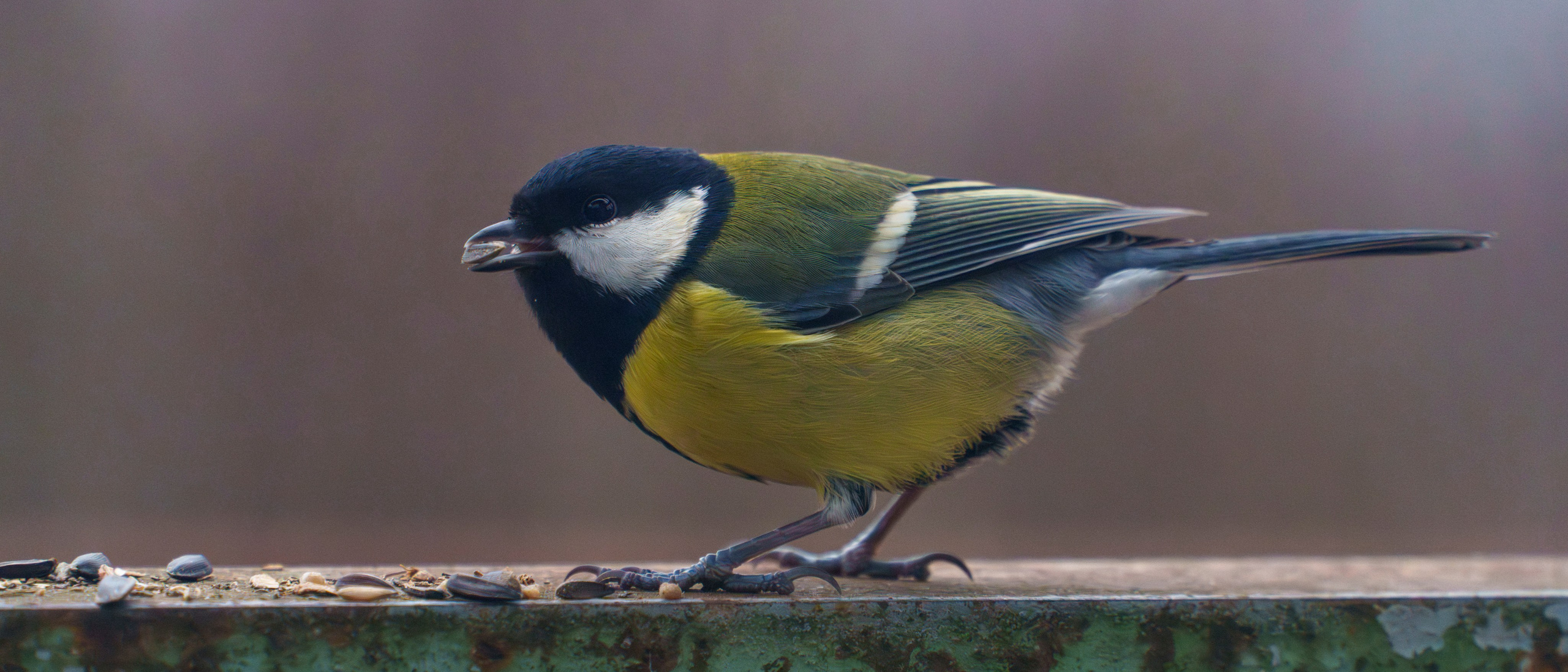 Animals — Животные