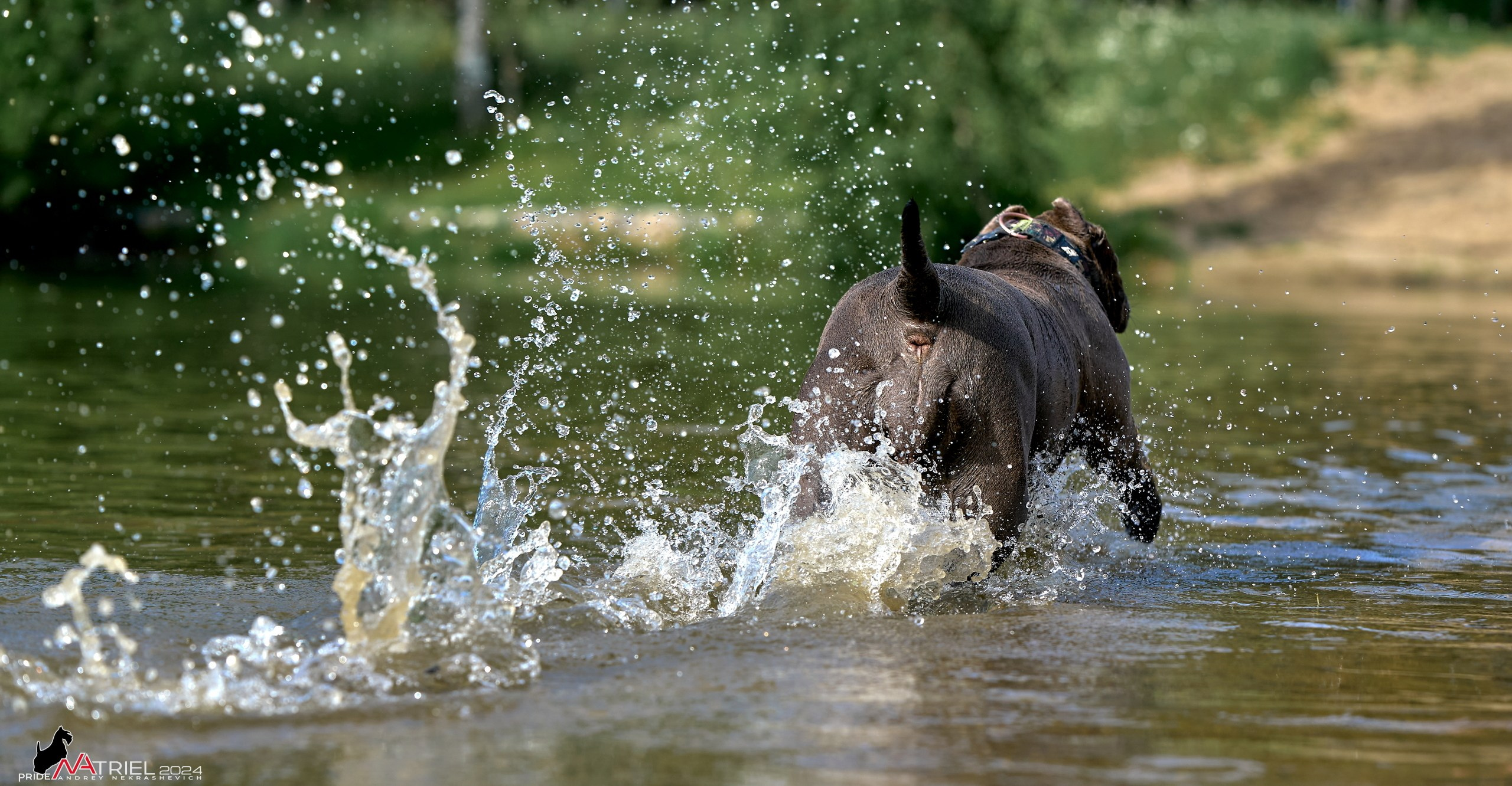 Фотопрогулка с булли