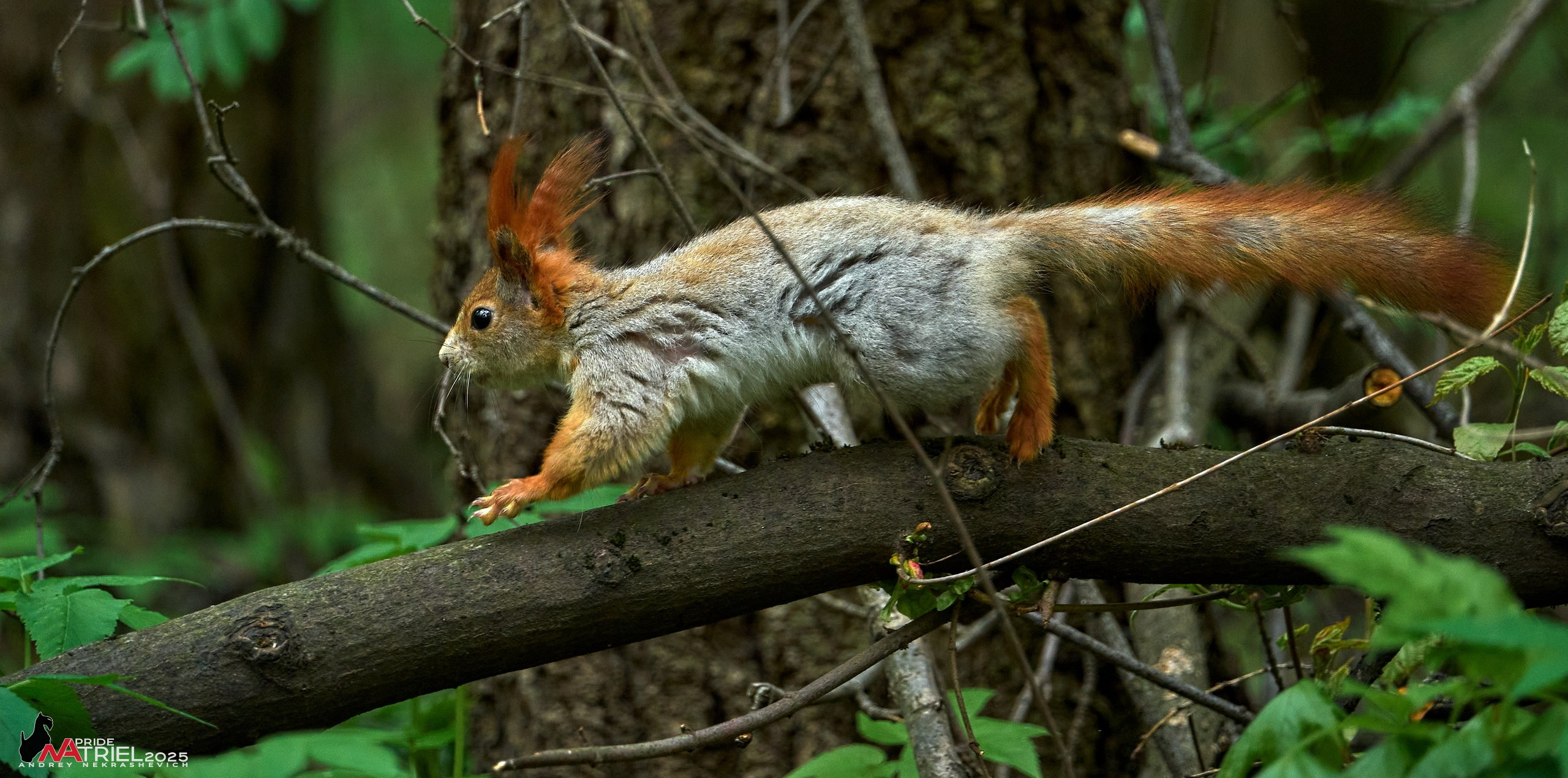 Съемка в майском лесу