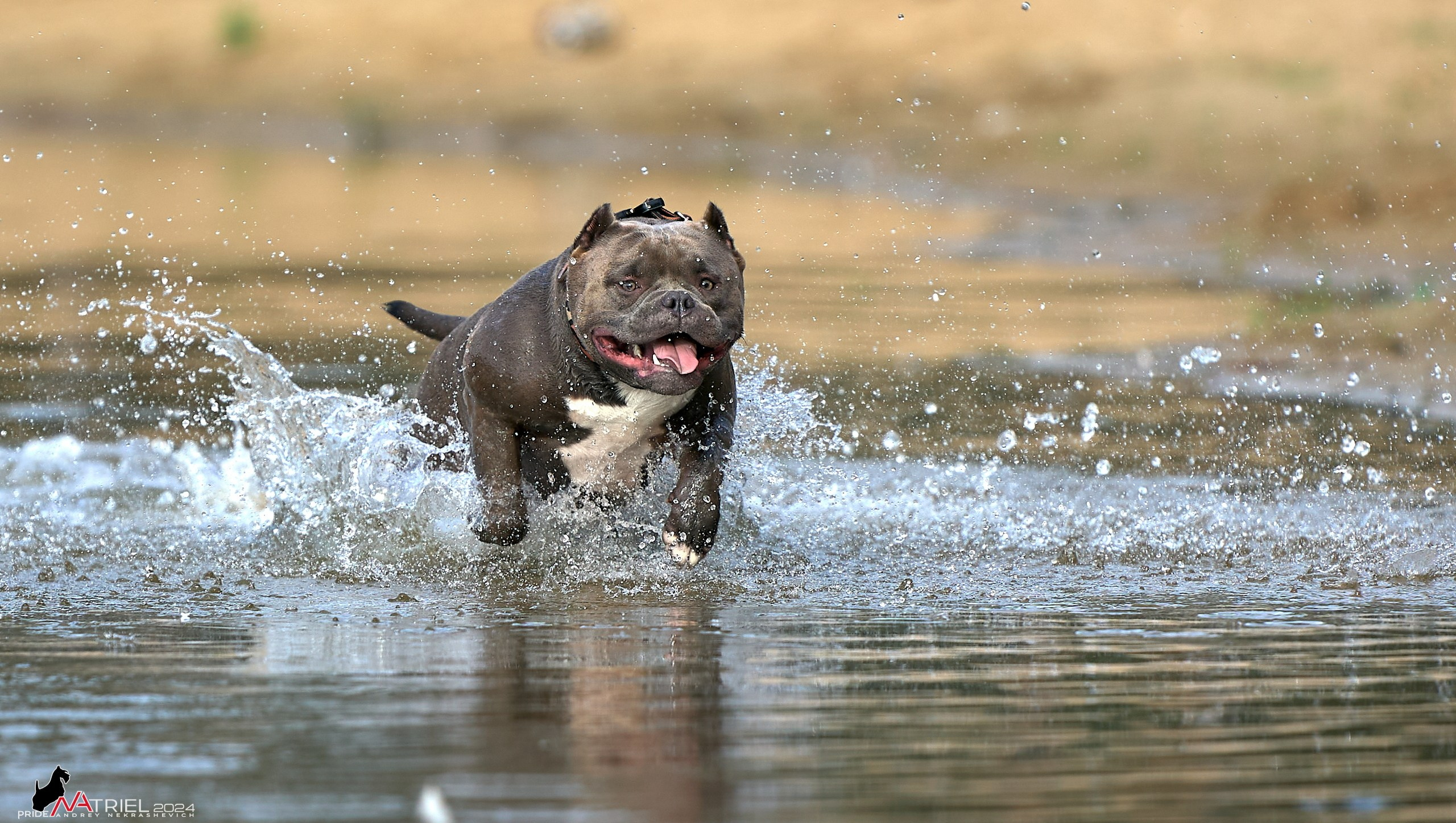 Фотопрогулка с булли