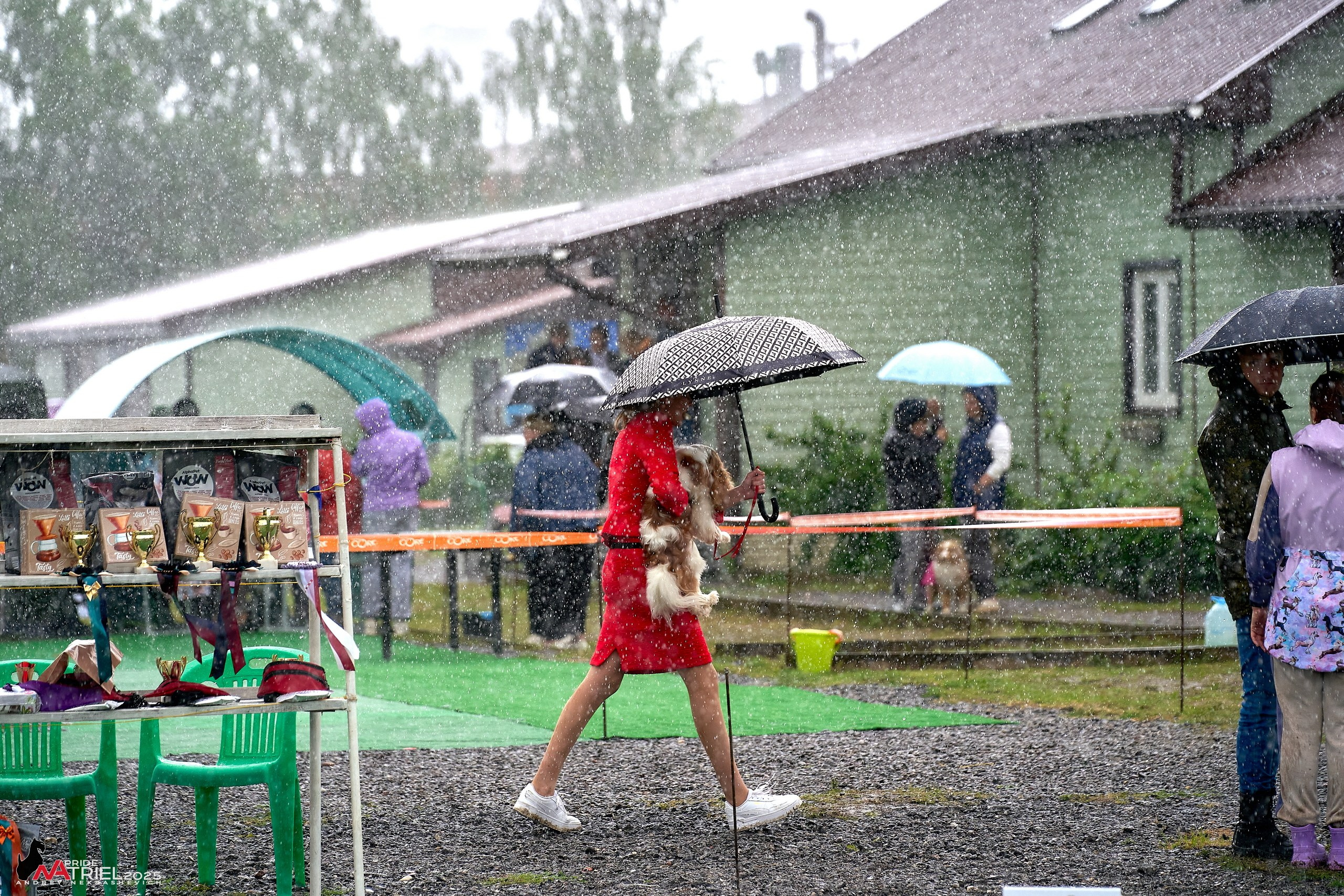 Репортаж с выставки собак