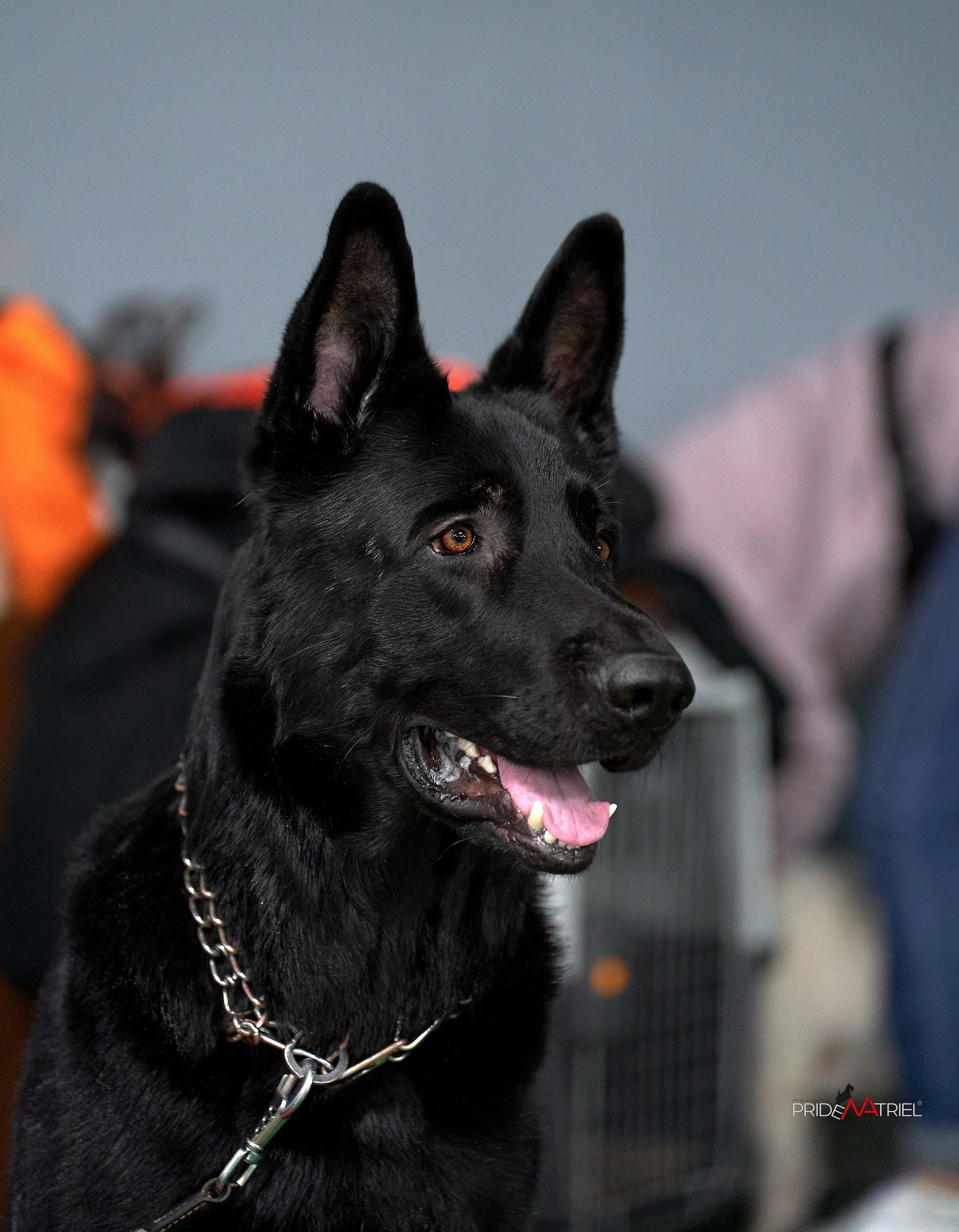 Портреты собак — галерея NATRIEL