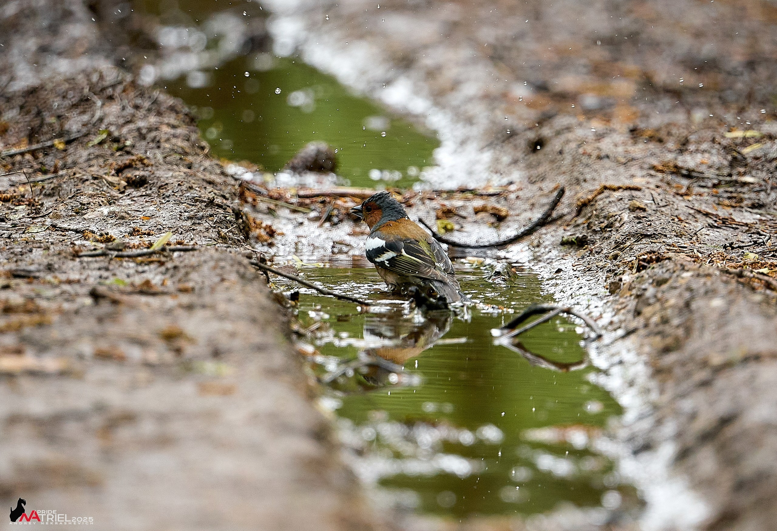 Съемка в майском лесу